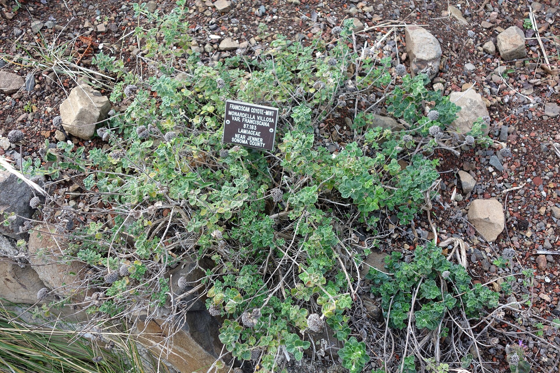 Mountain Coyote Mint — photo 5