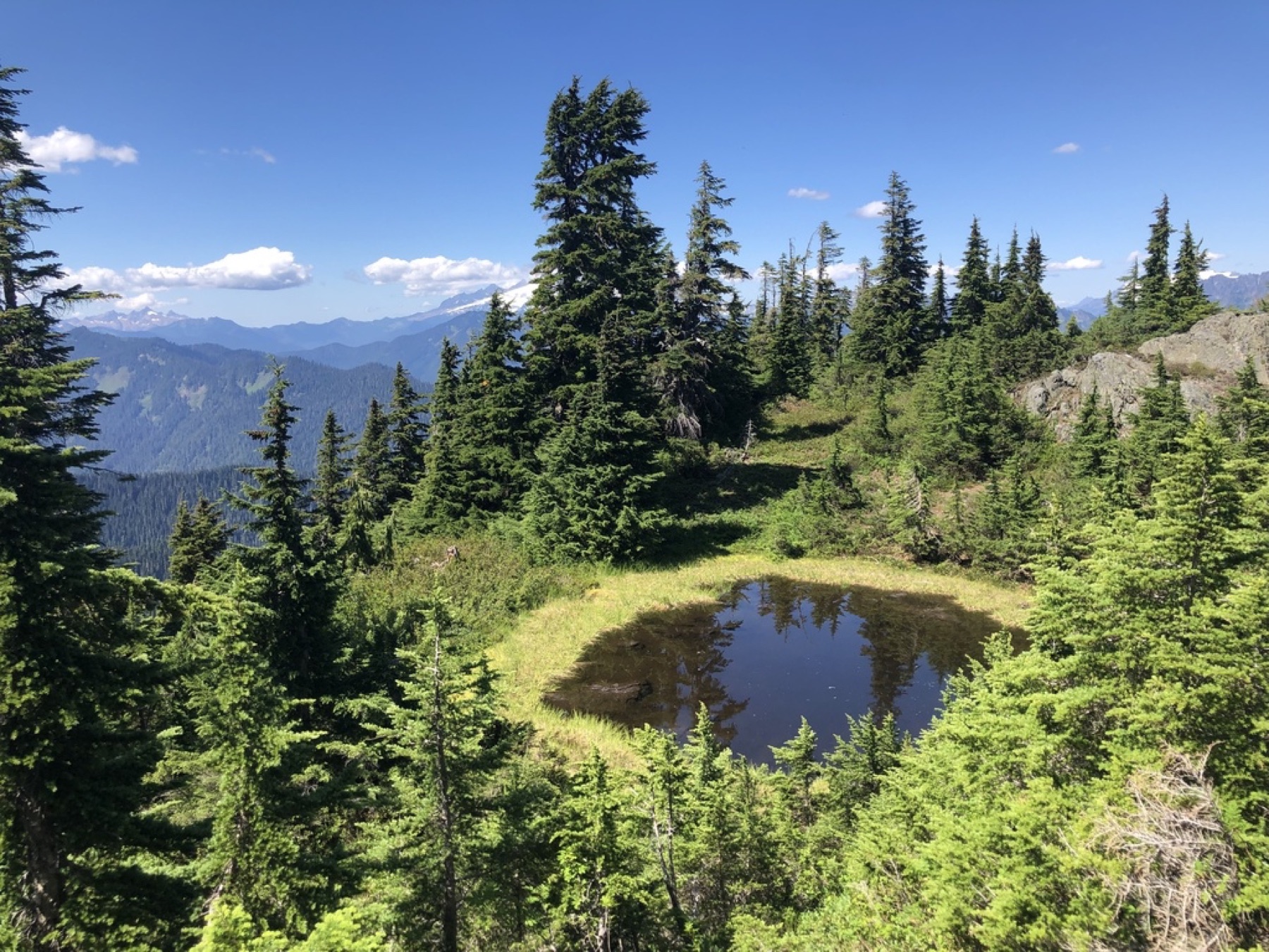 Mountain Hemlock