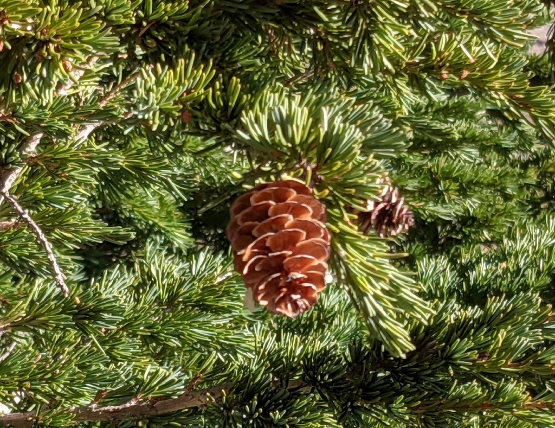 Mountain Hemlock — photo 2