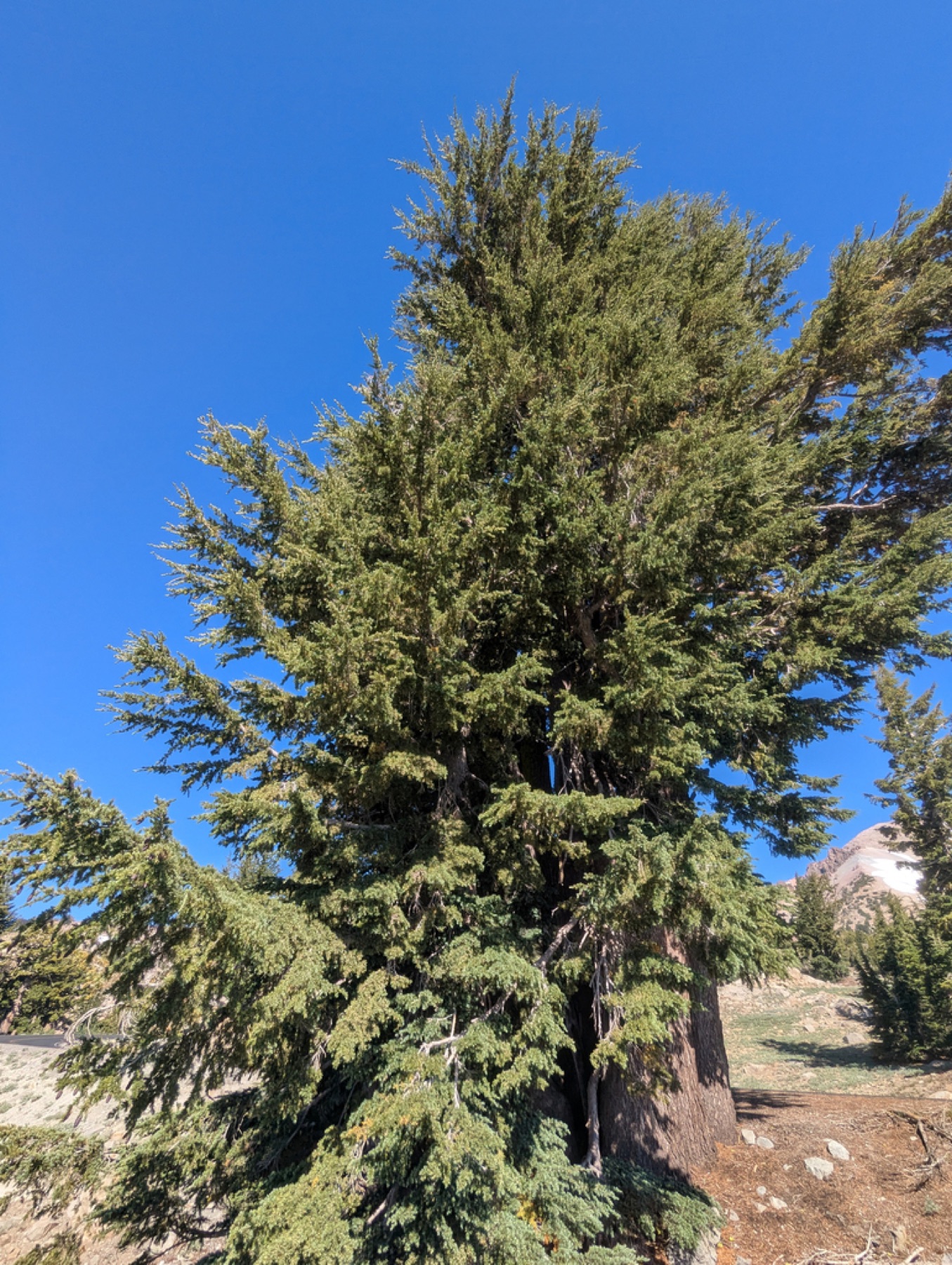 Mountain Hemlock — photo 3