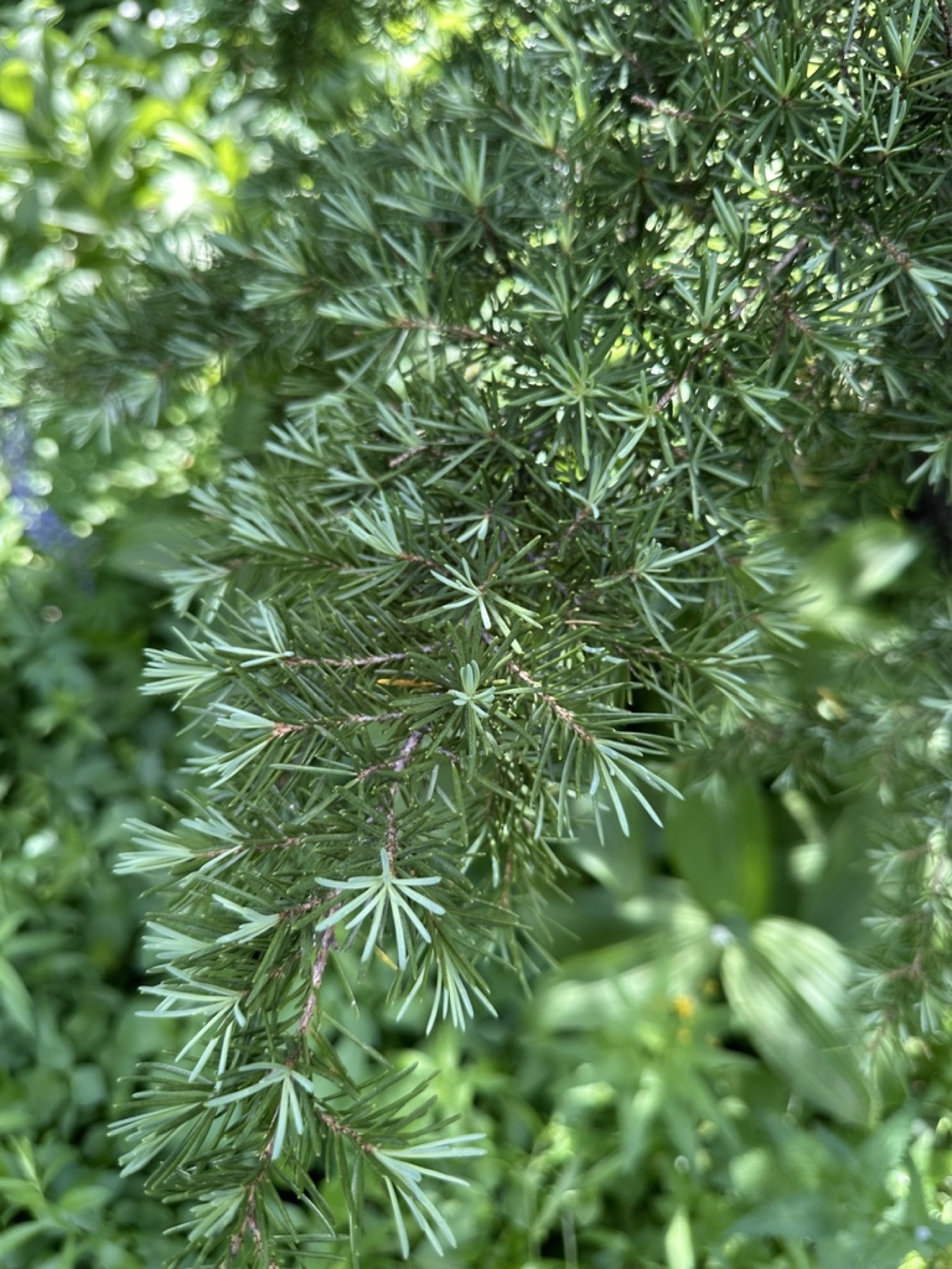 Mountain Hemlock — photo 4