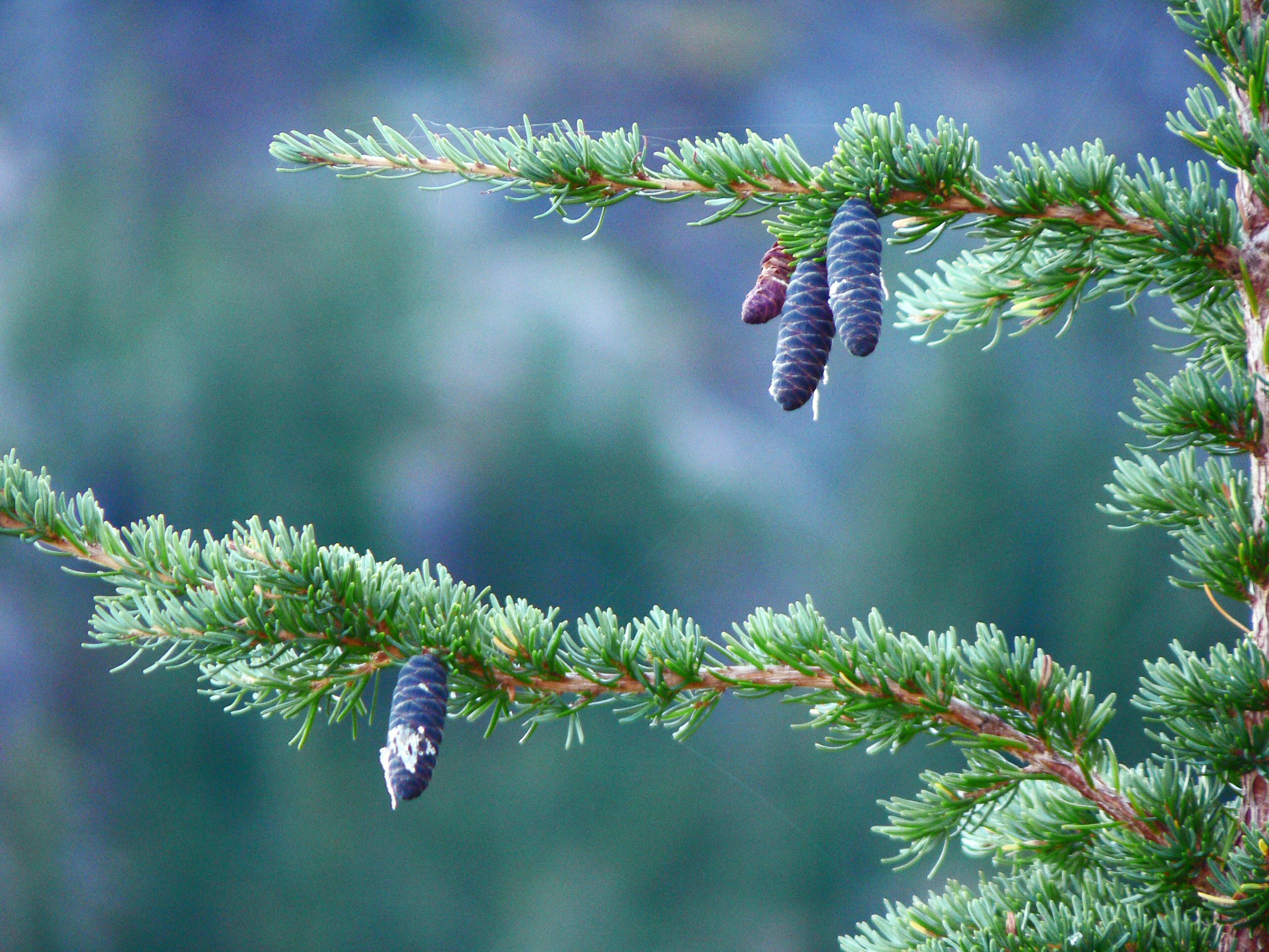 Mountain Hemlock