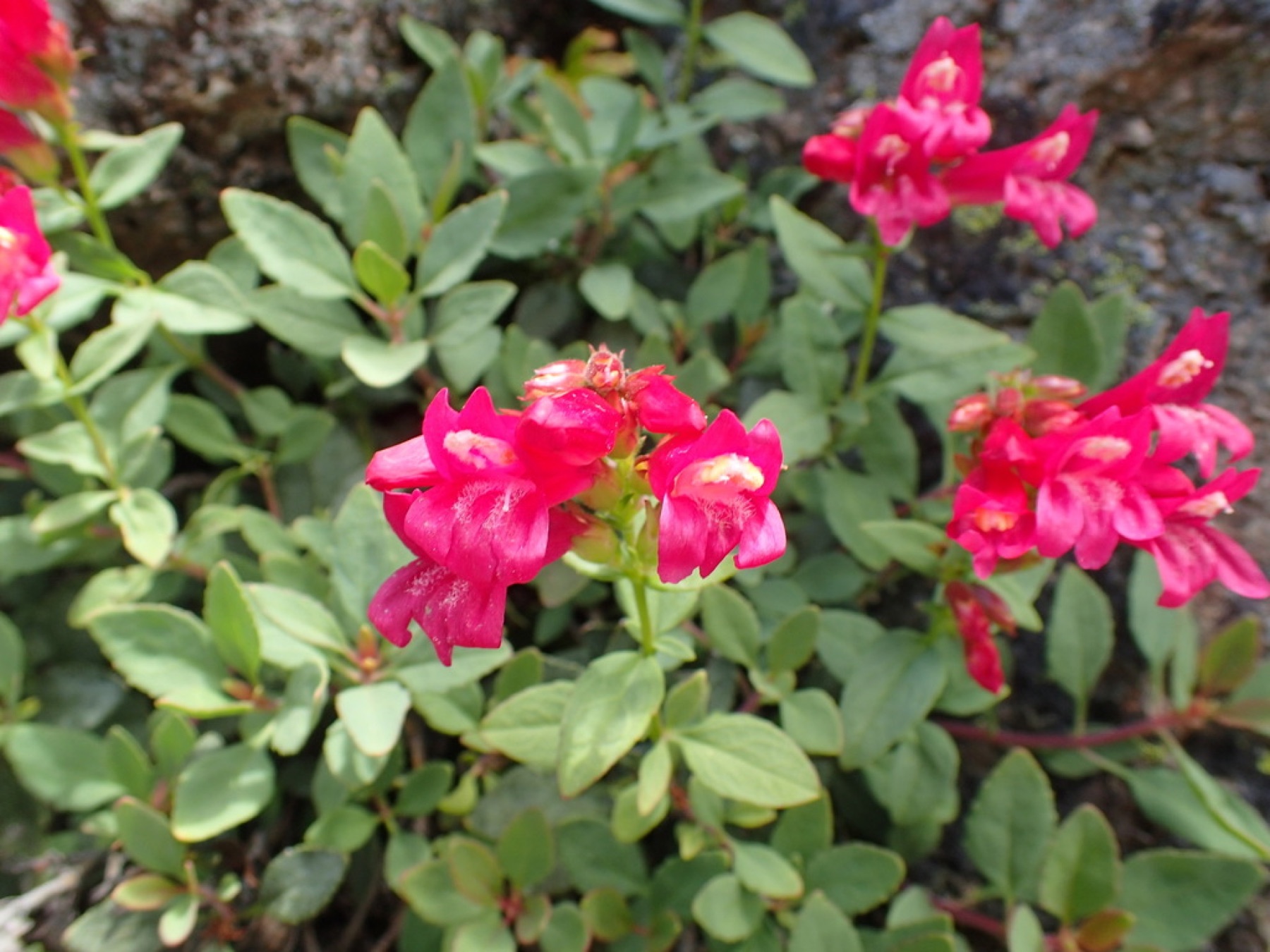 Mountain Pride — photo 10