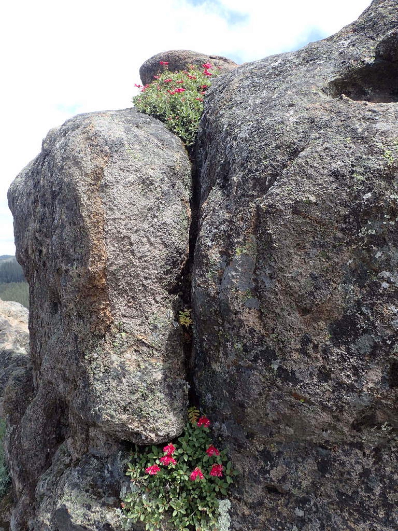 Mountain Pride — photo 11
