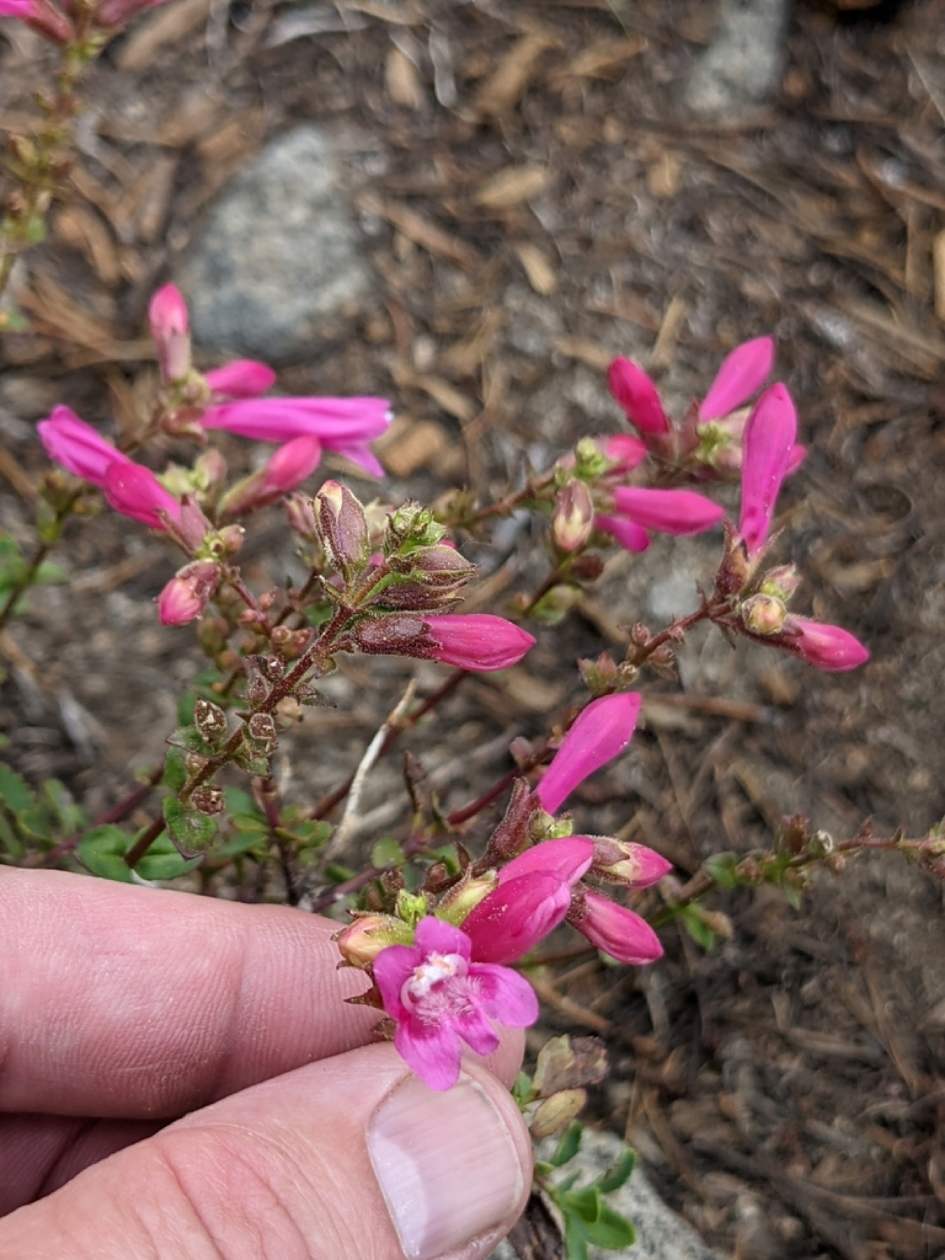 Mountain Pride — photo 13