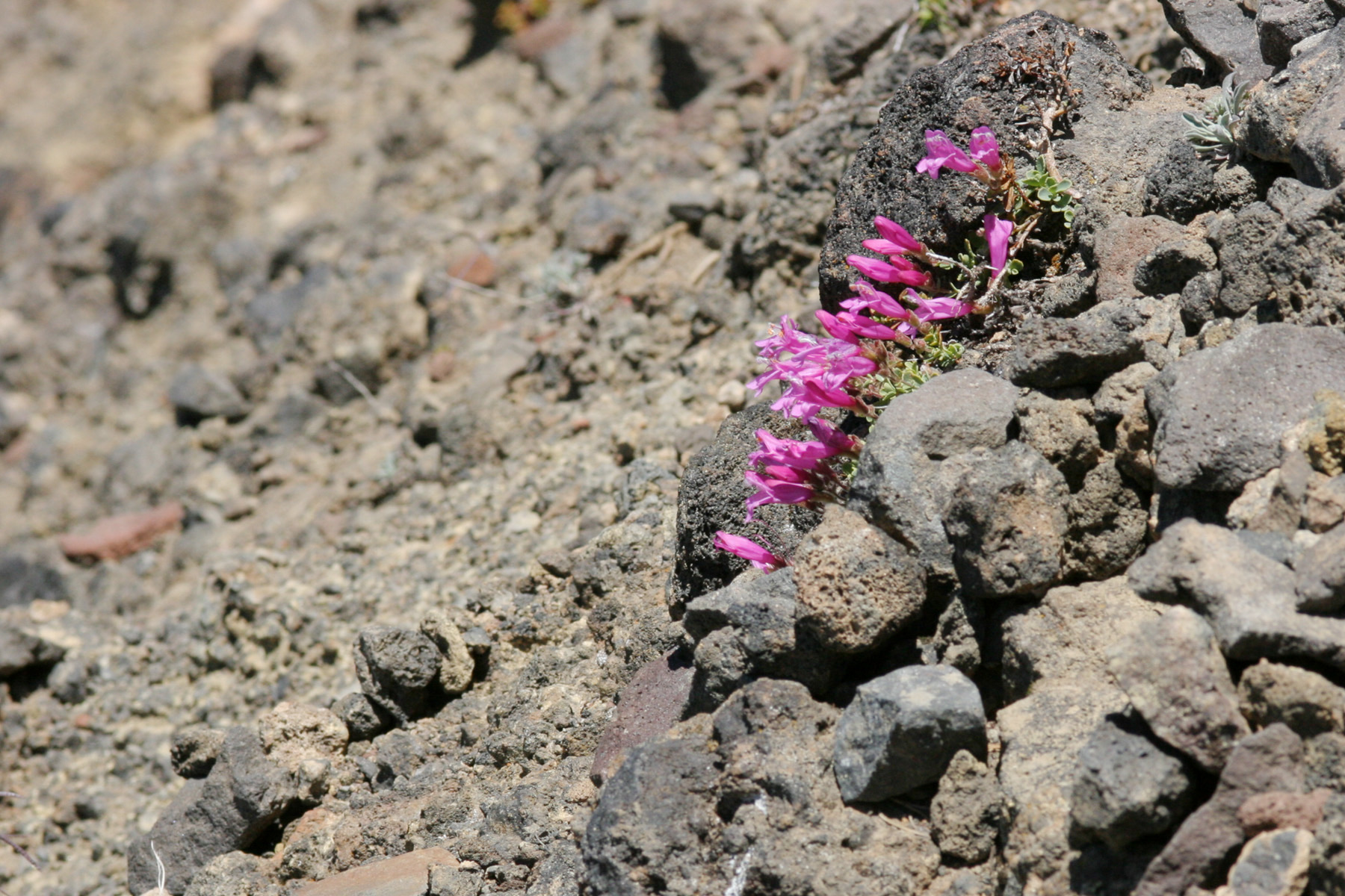 Mountain Pride — photo 14