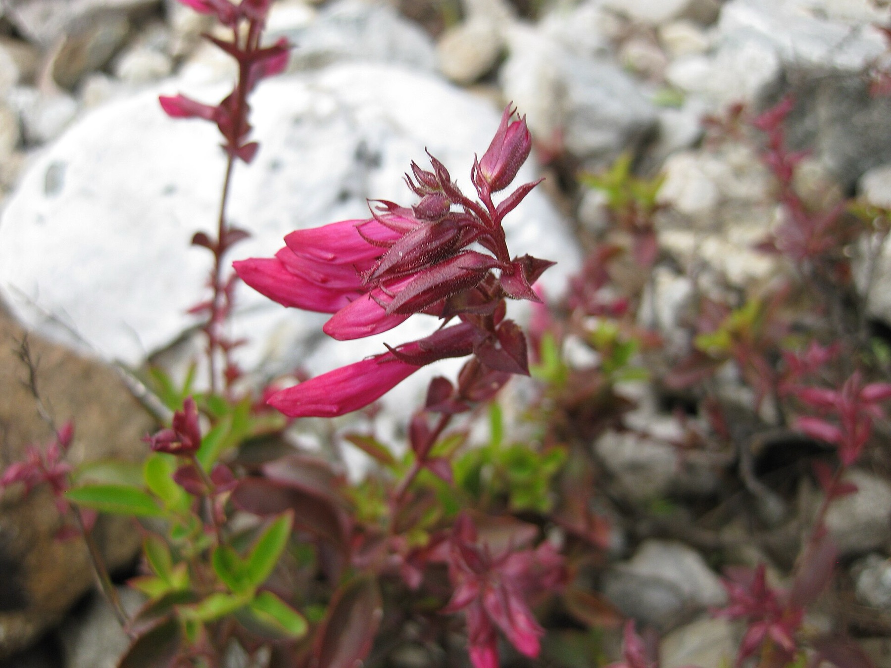 Mountain Pride — photo 15