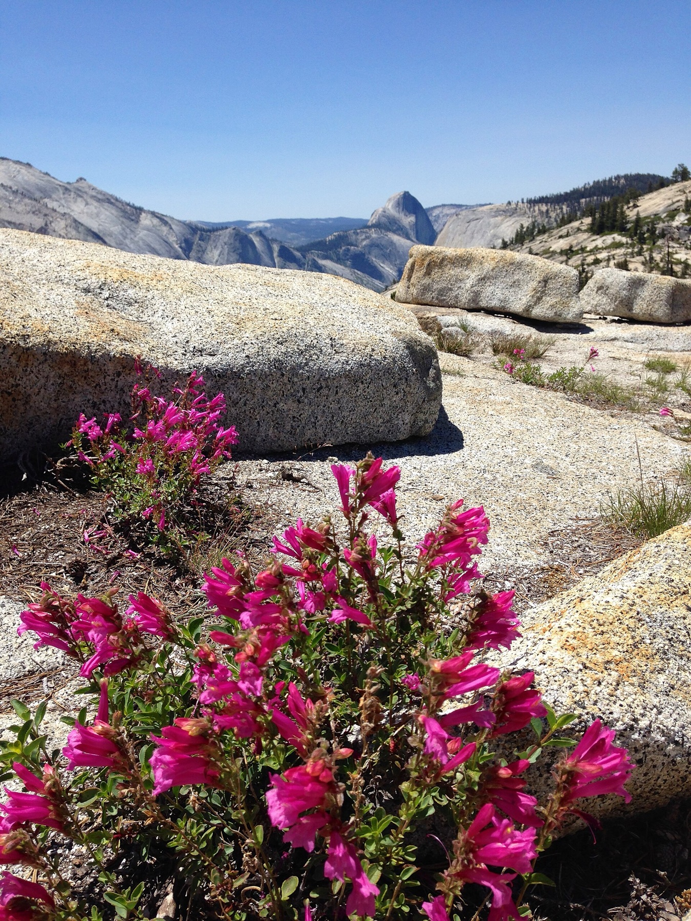 Mountain Pride — photo 17