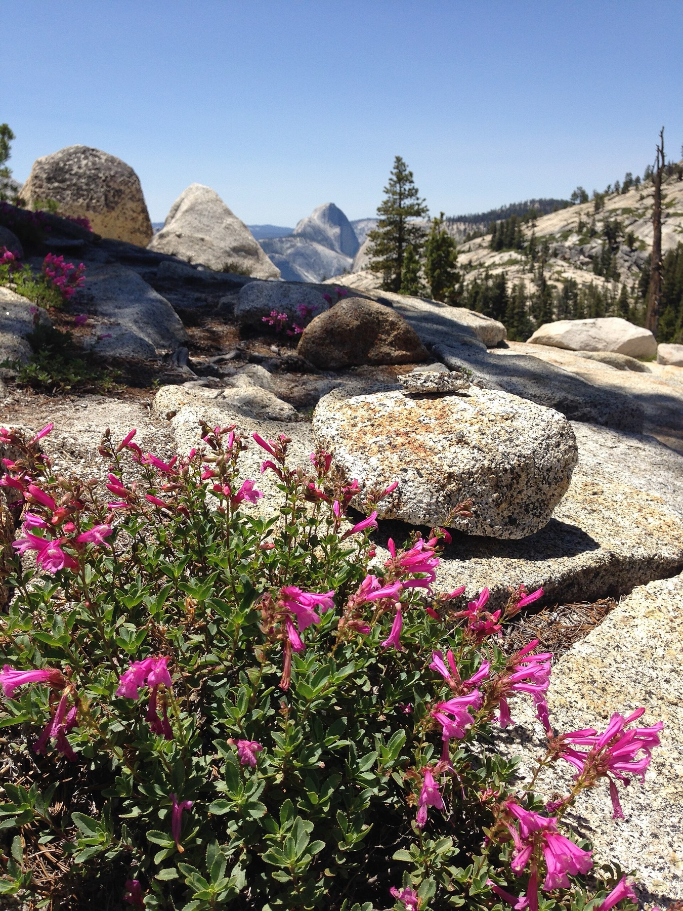 Mountain Pride — photo 18