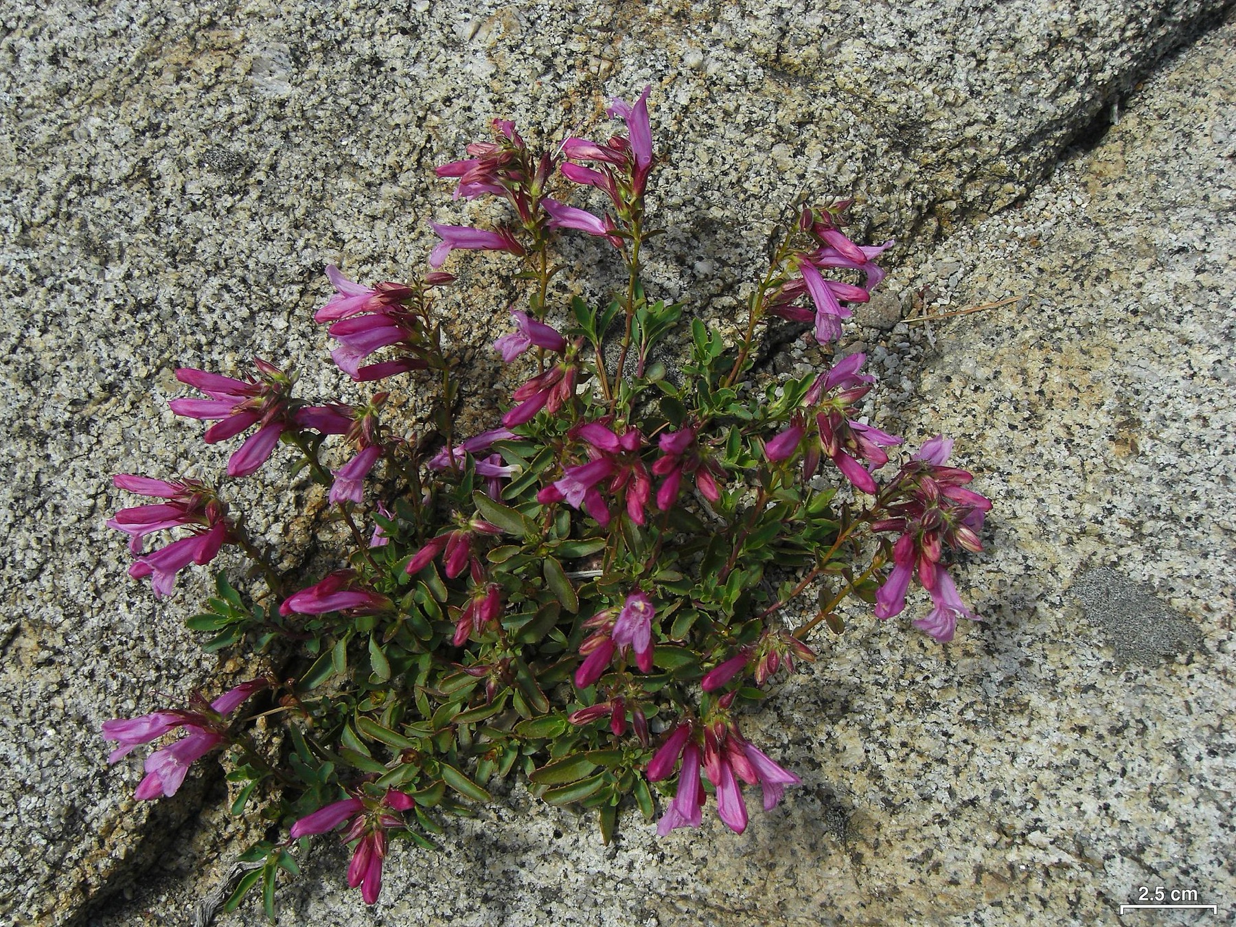 Mountain Pride — photo 19