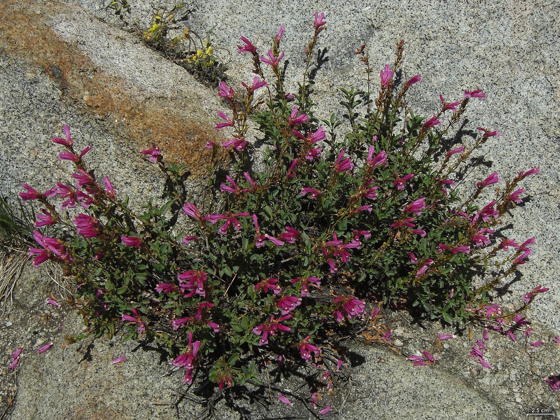 Mountain Pride — photo 20
