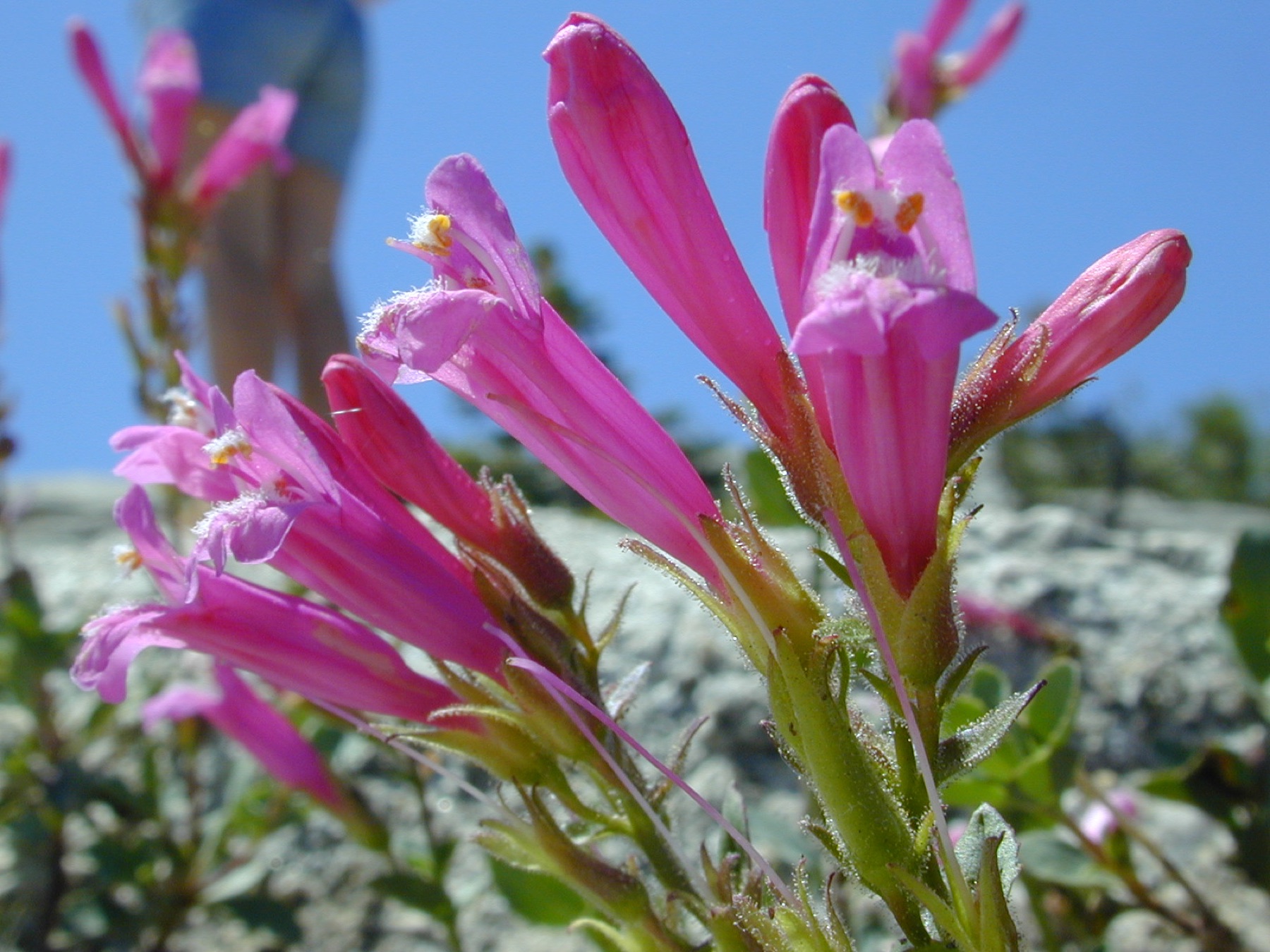 Mountain Pride — photo 22