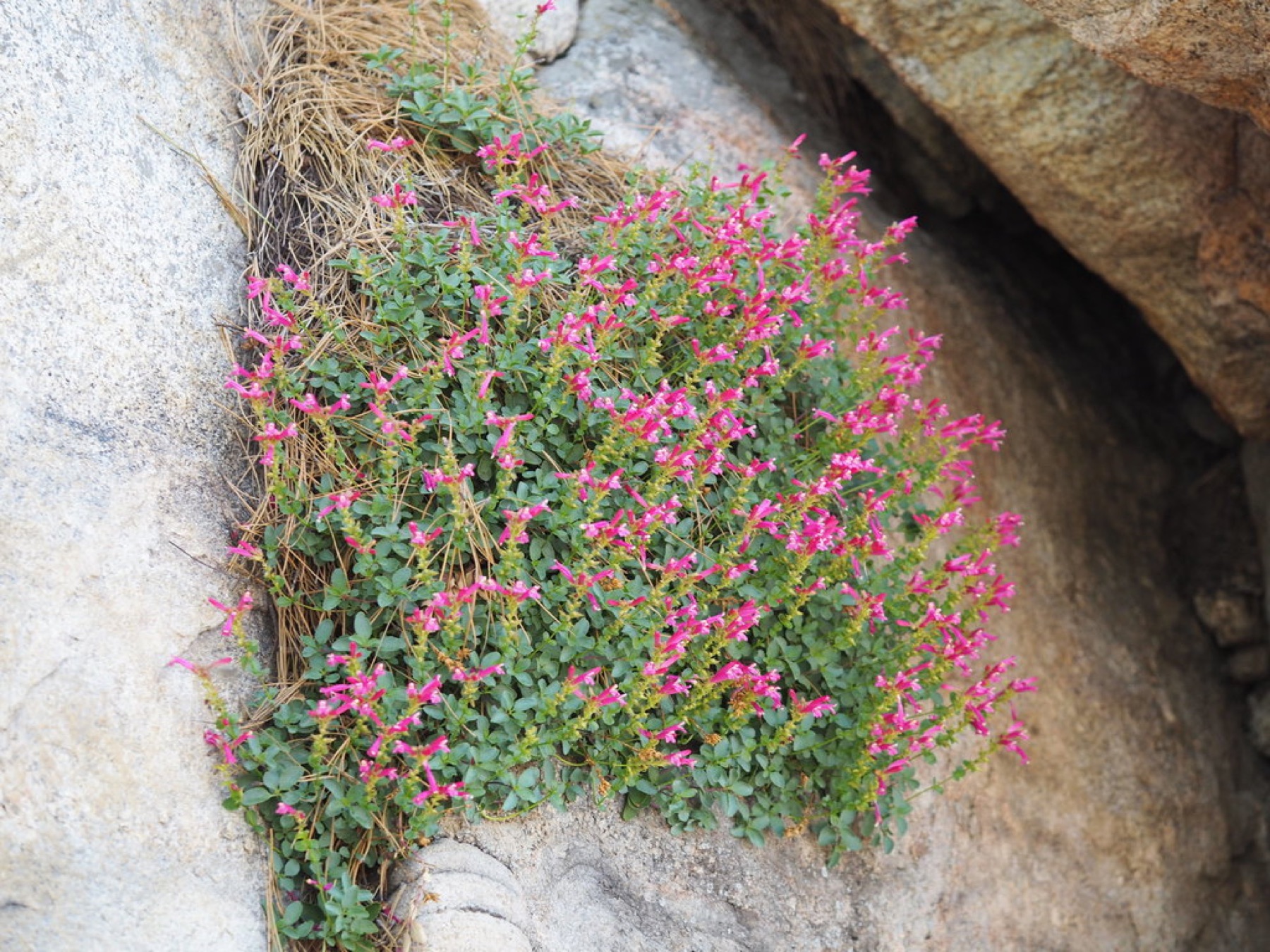 Mountain Pride — photo 4