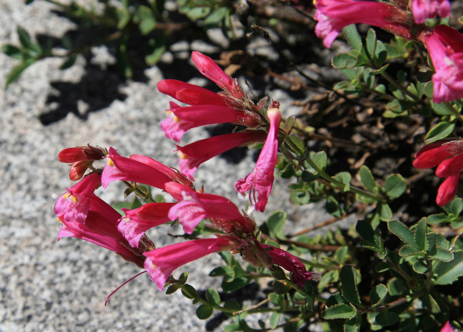 Mountain Pride — photo 5