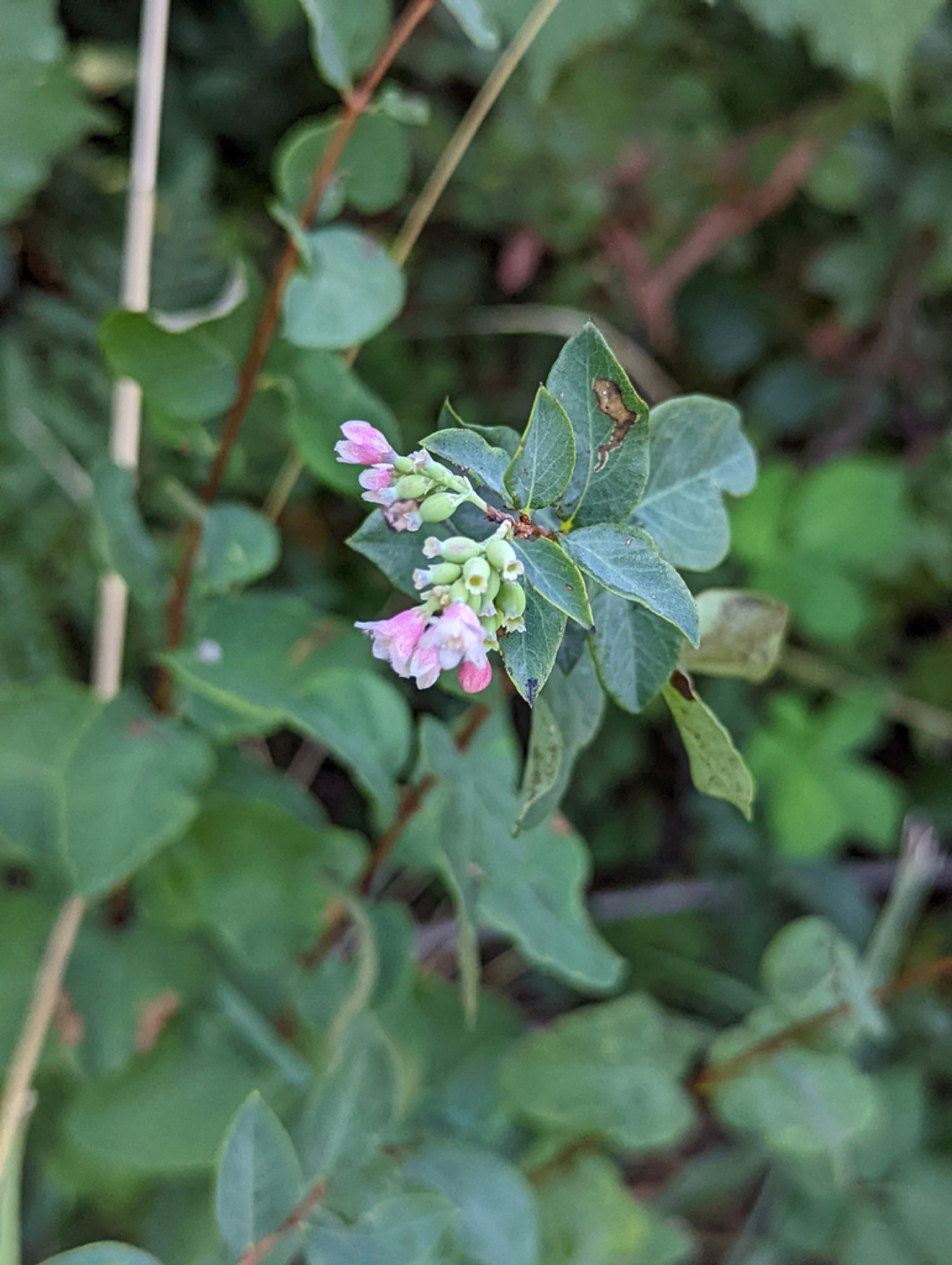 Mountain Snowberry