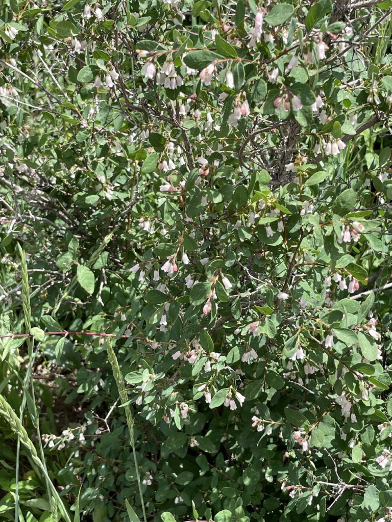 Mountain Snowberry — photo 2