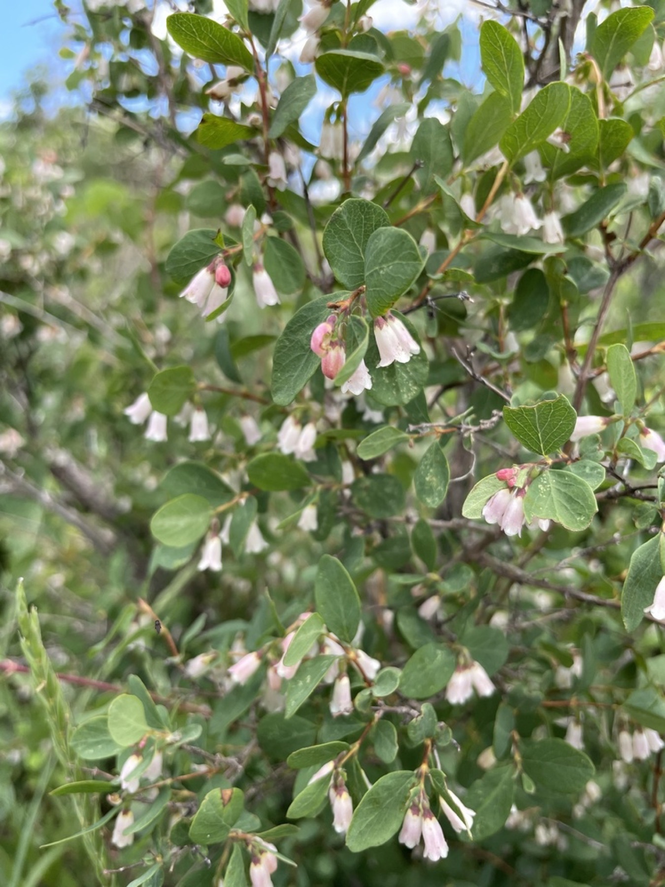 Mountain Snowberry — photo 3