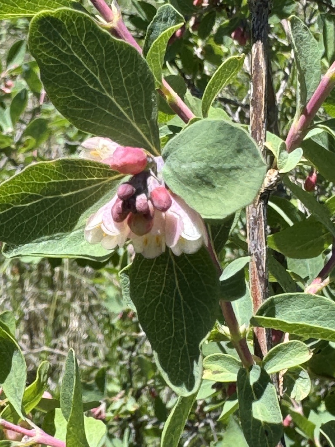 Mountain Snowberry — photo 4