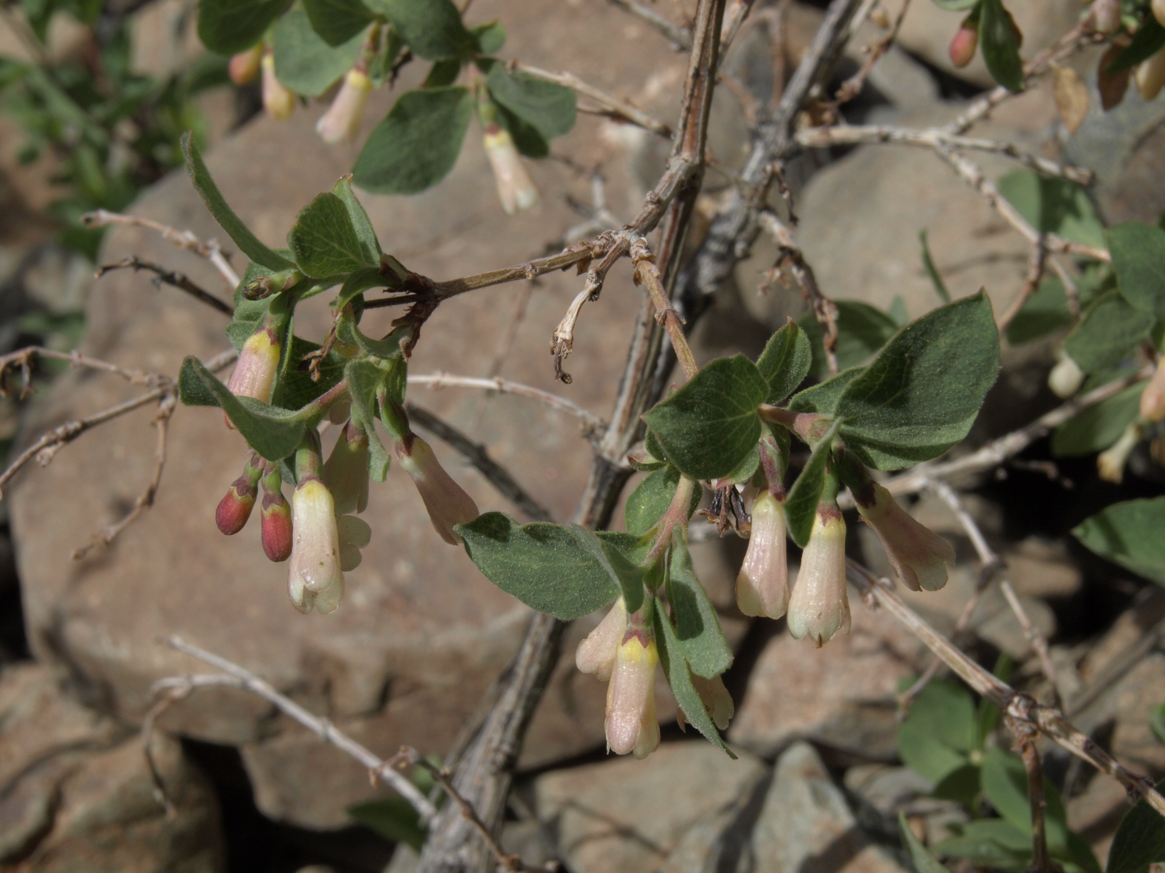 Mountain Snowberry