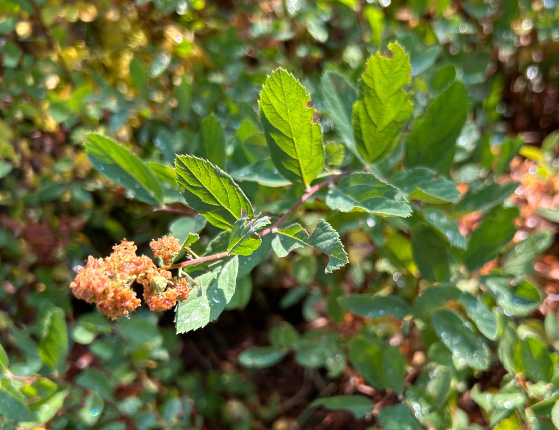 Mountain Spiraea — photo 6