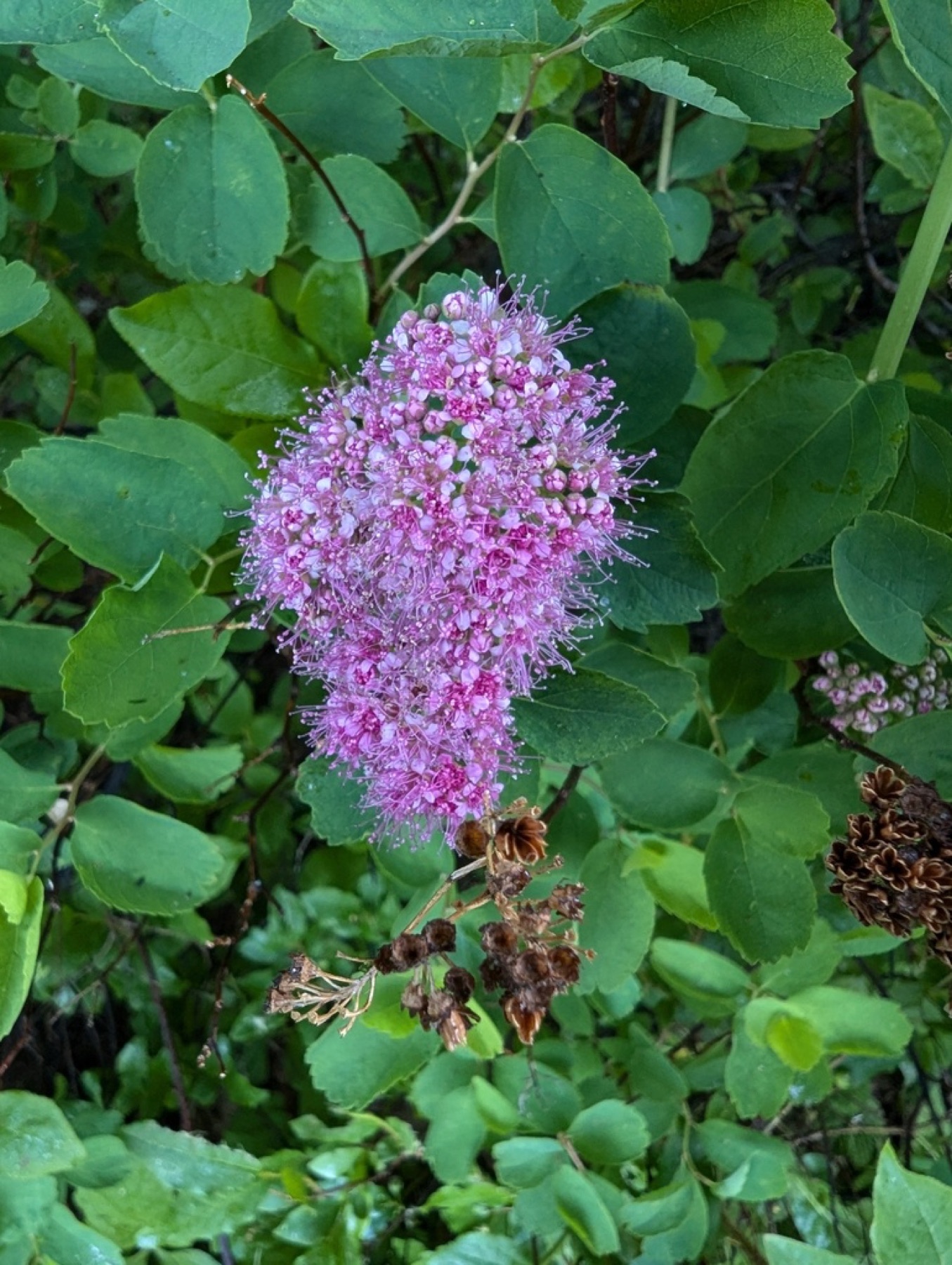 Mountain Spiraea — photo 7
