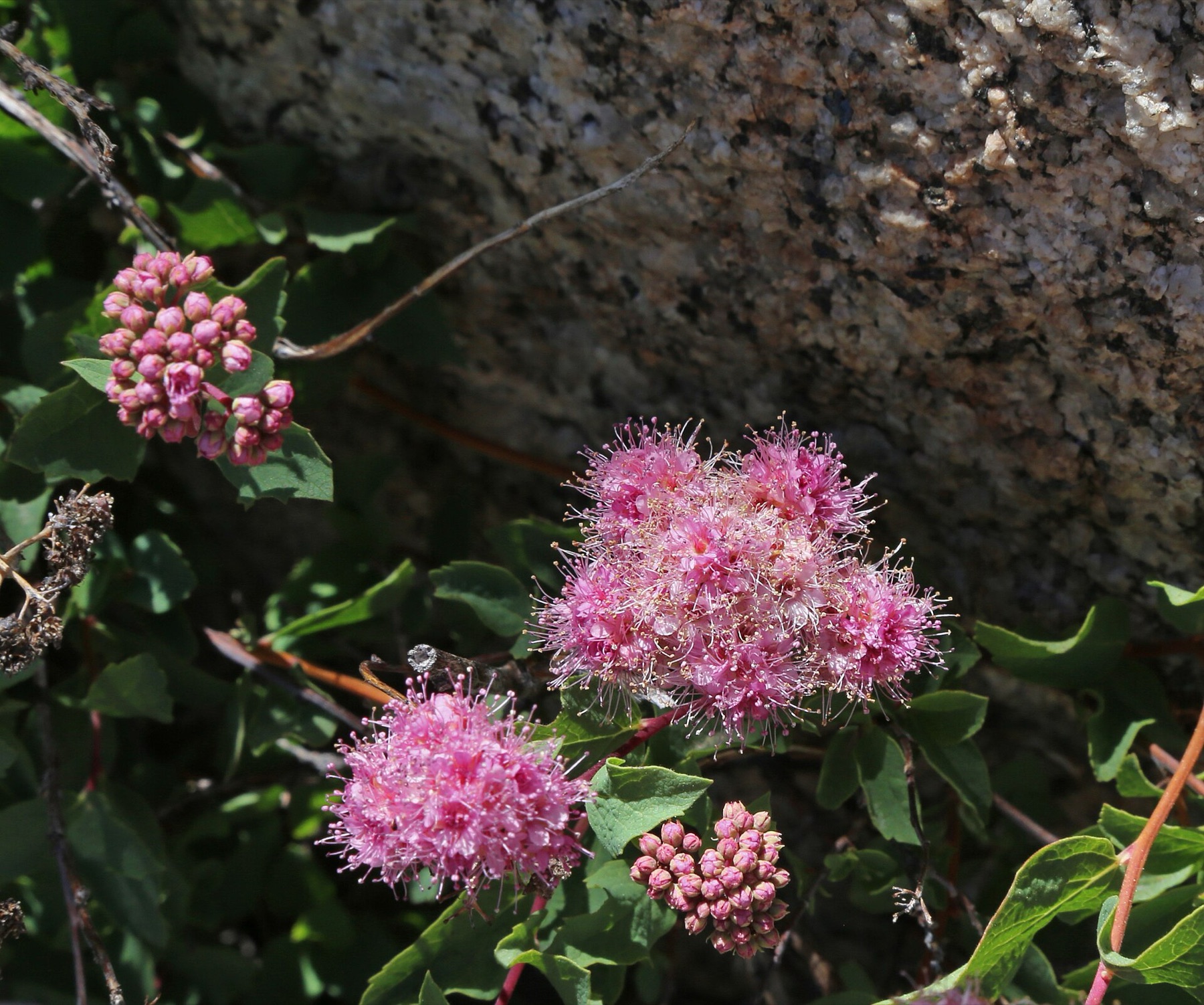 Mountain Spiraea — photo 1
