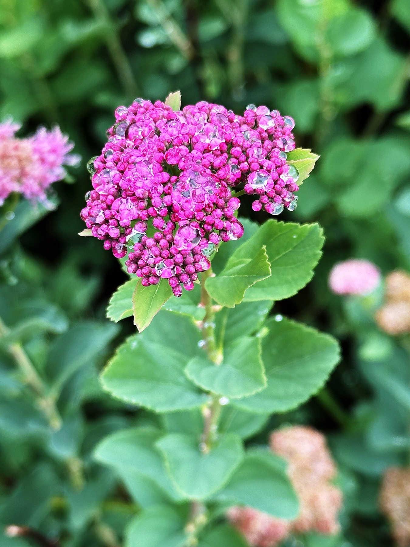 Mountain Spiraea — photo 2
