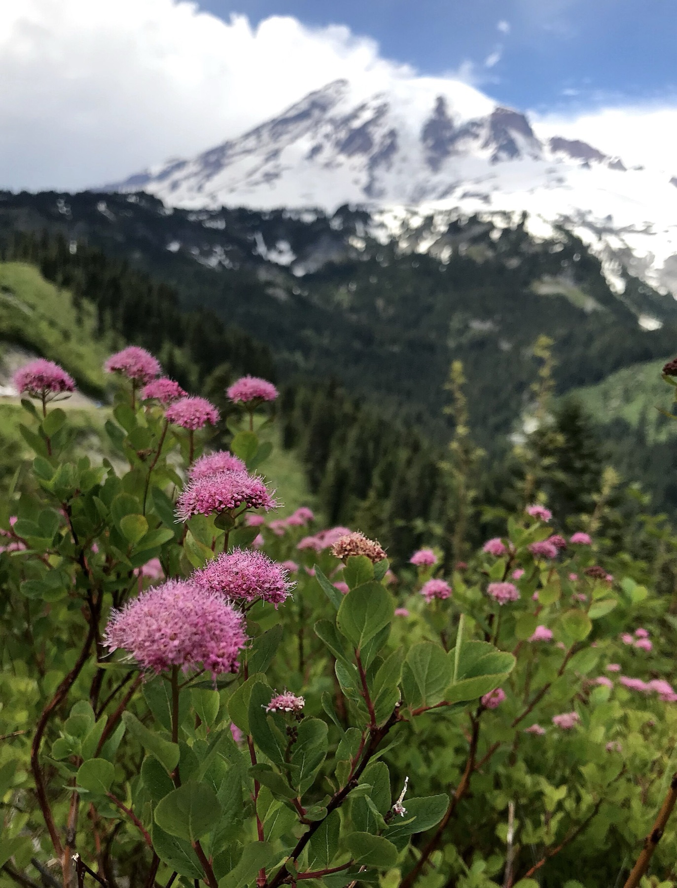 Mountain Spiraea — photo 3