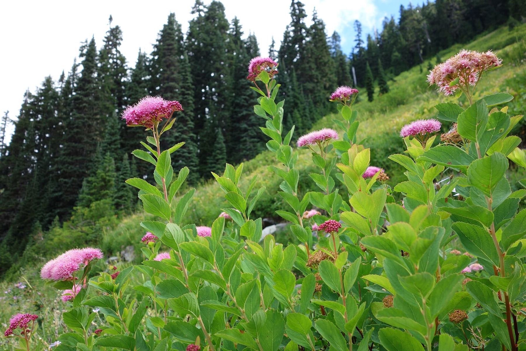 Mountain Spiraea — photo 4