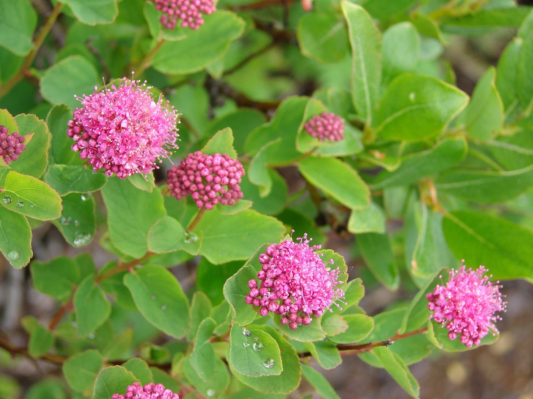 Mountain Spiraea — photo 5
