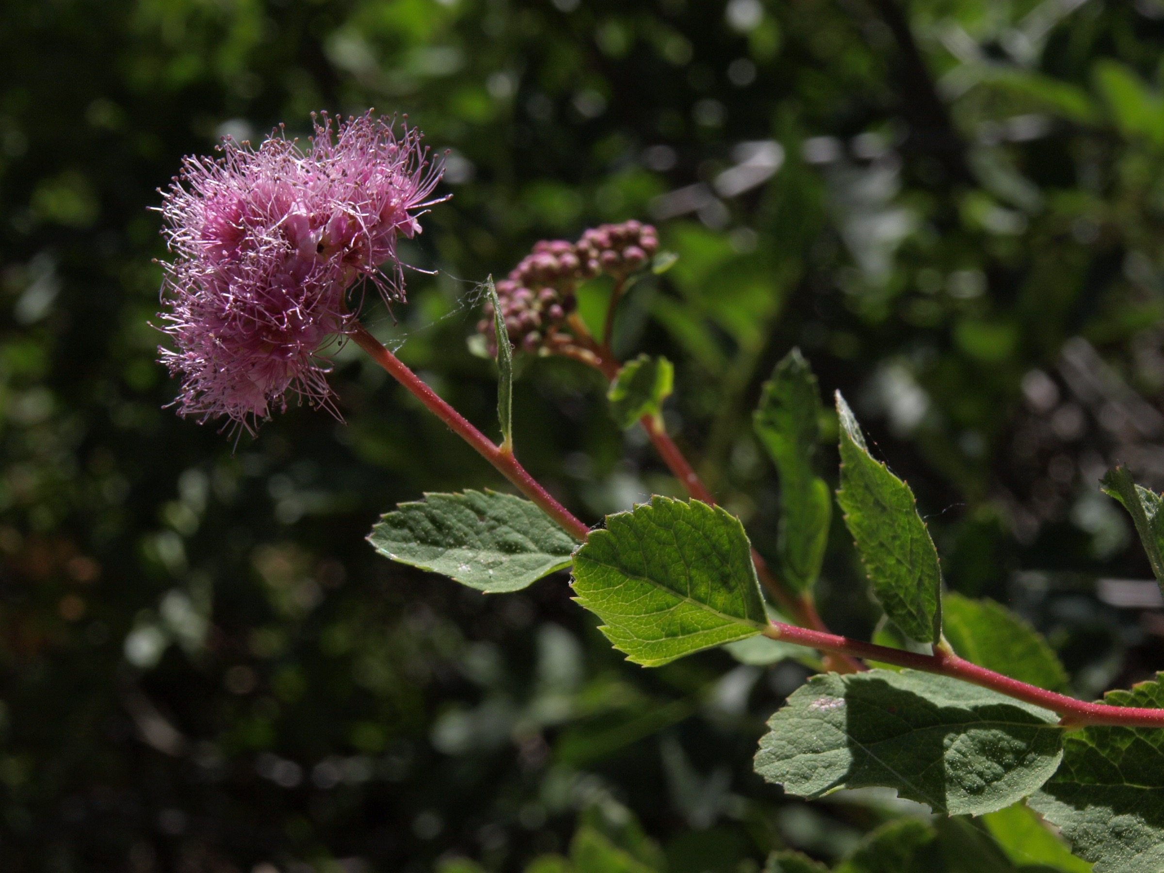 Mountain Spiraea — photo 1