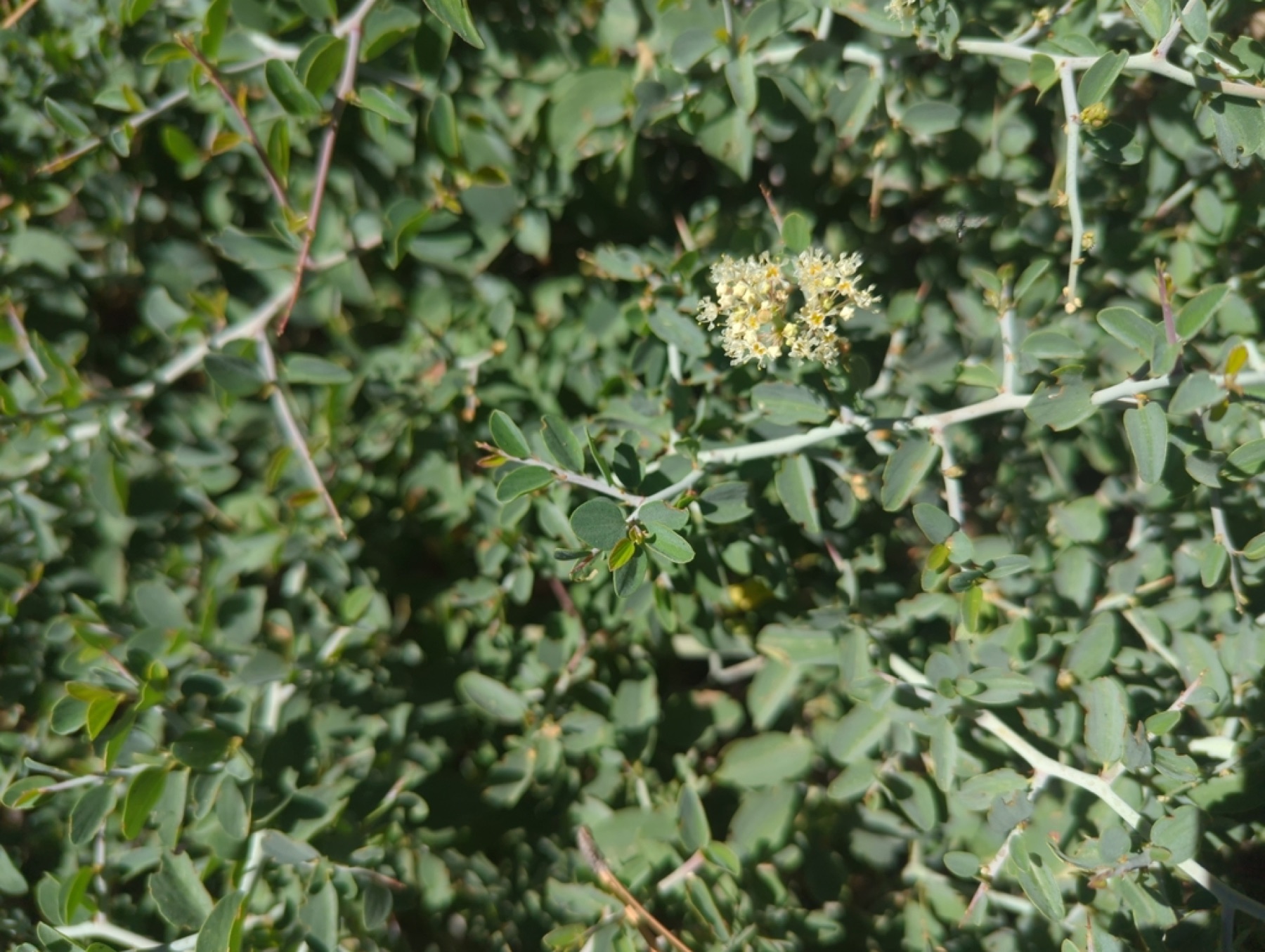 Mountain Whitethorn — photo 6