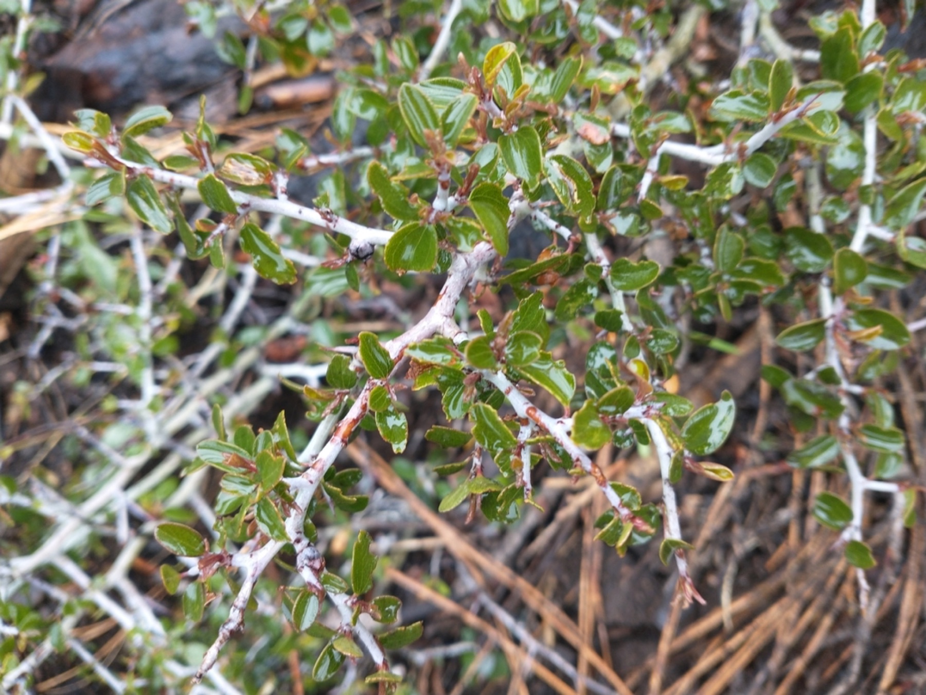 Mountain Whitethorn — photo 7