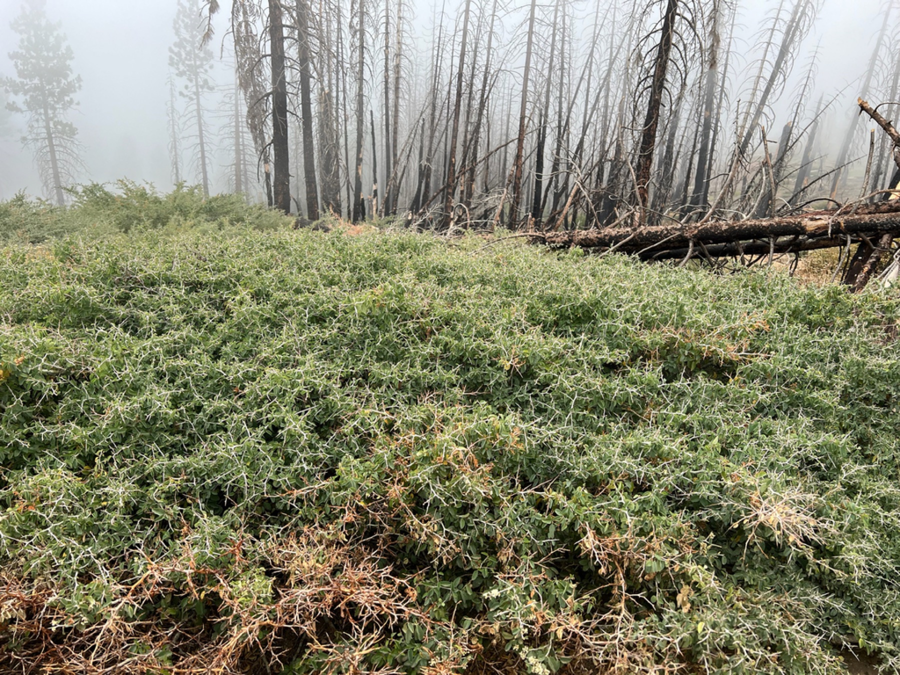 Mountain Whitethorn — photo 8