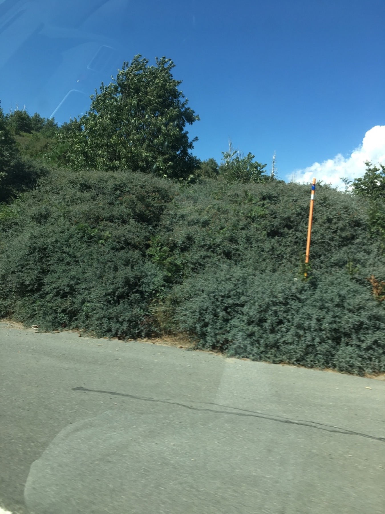 Mountain Whitethorn — photo 9
