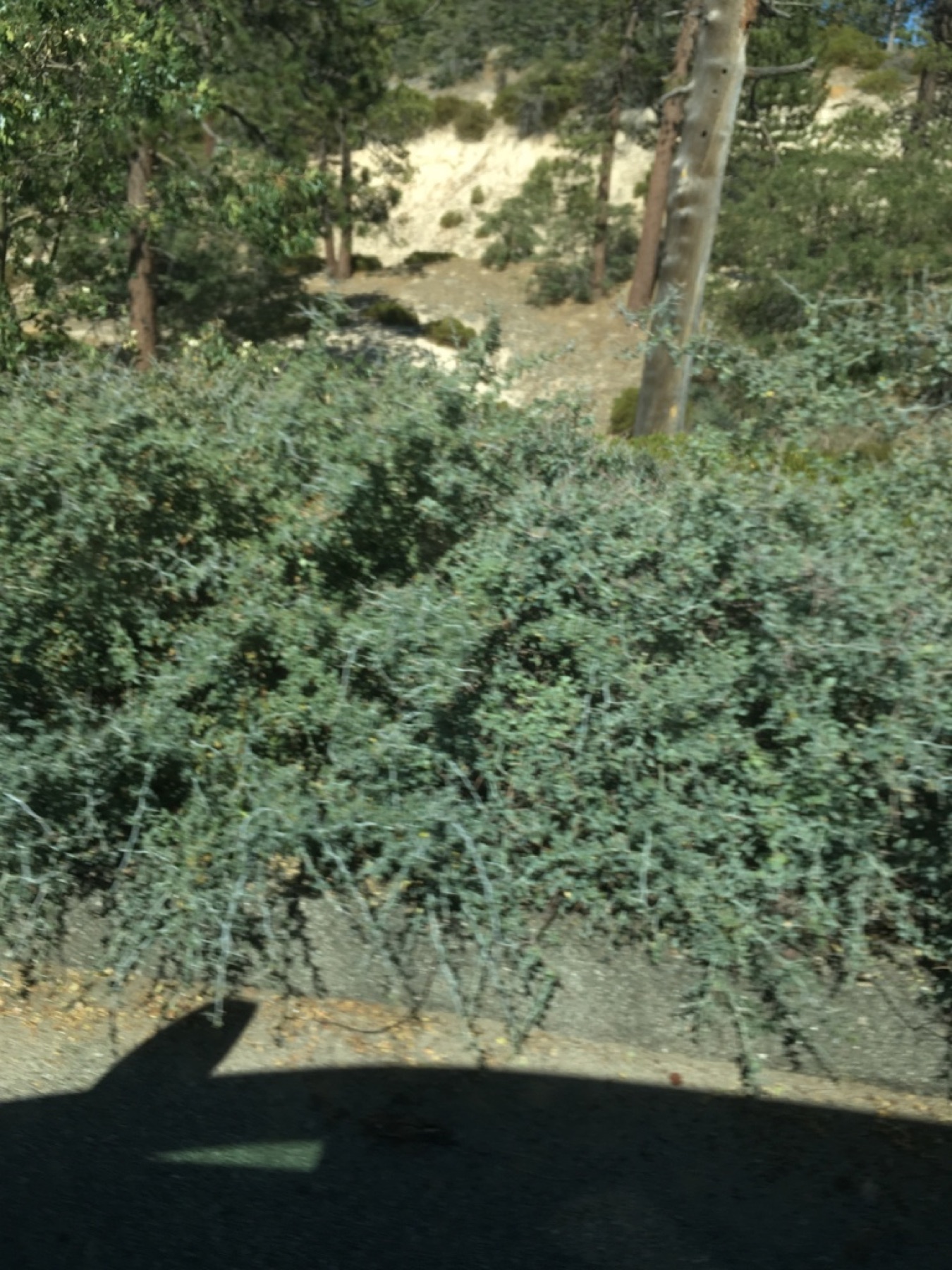 Mountain Whitethorn — photo 10
