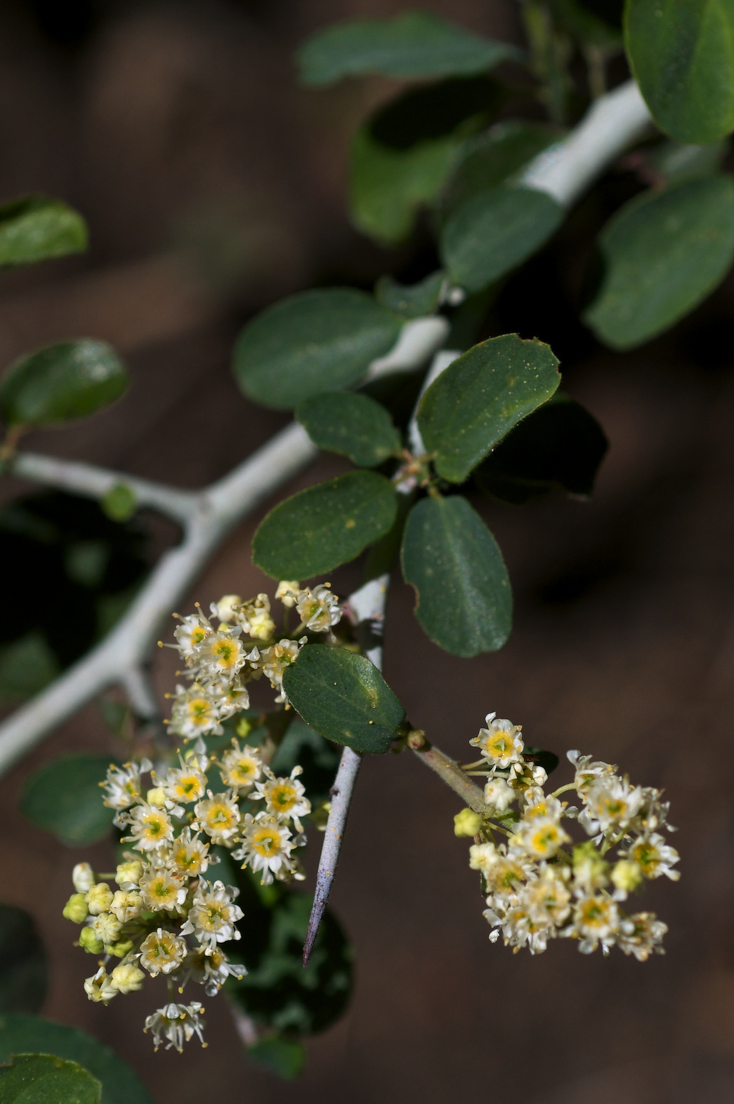 Mountain Whitethorn — photo 13