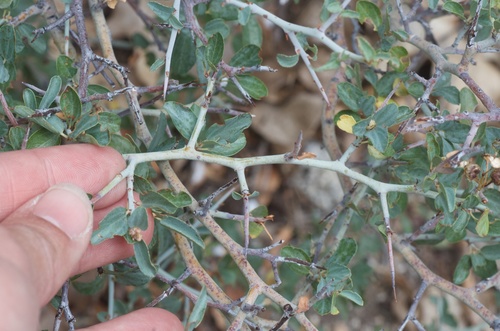 Mountain Whitethorn — photo 15