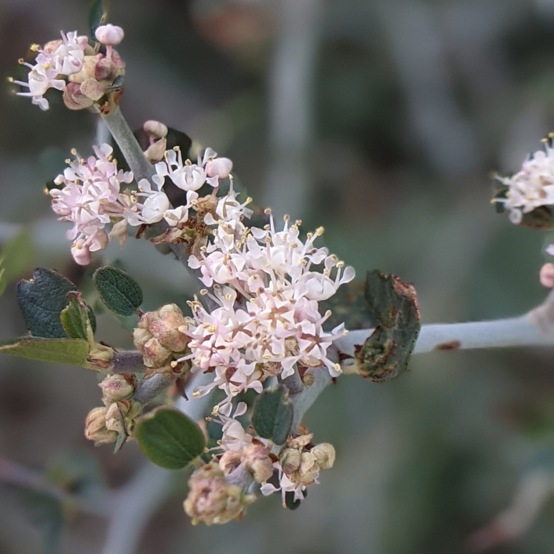 Mountain Whitethorn