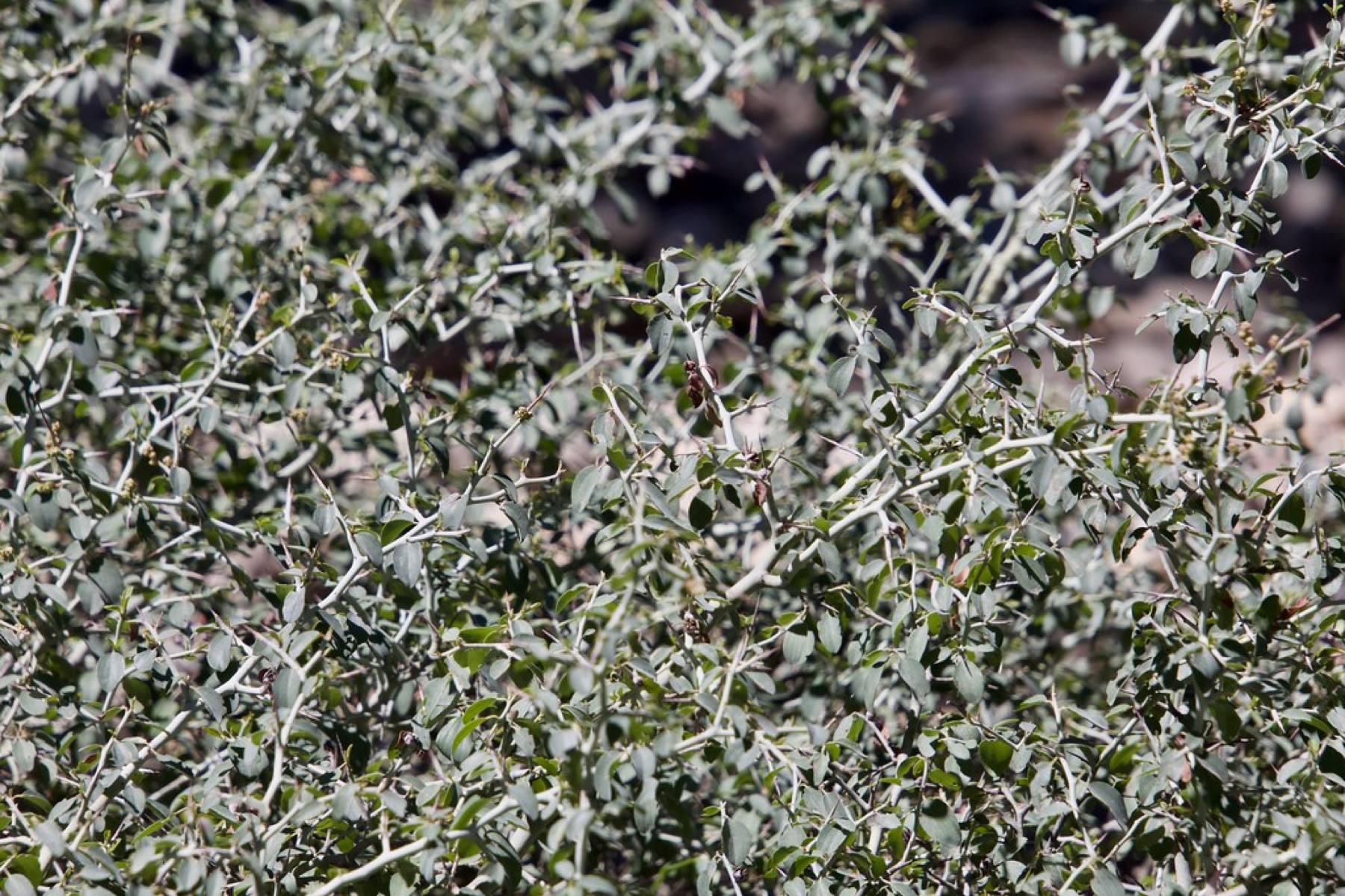 Mountain Whitethorn — photo 2
