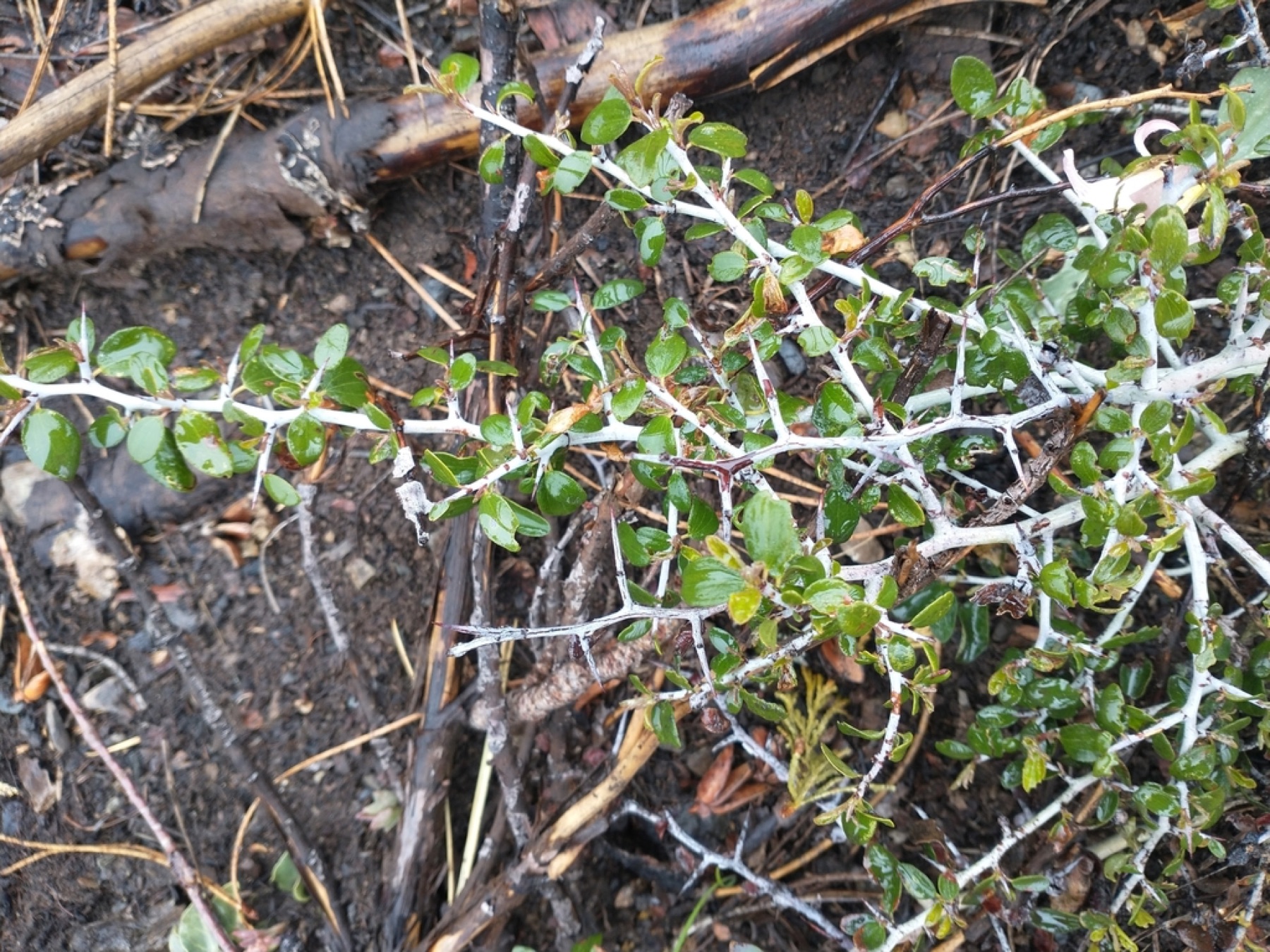 Mountain Whitethorn — photo 3