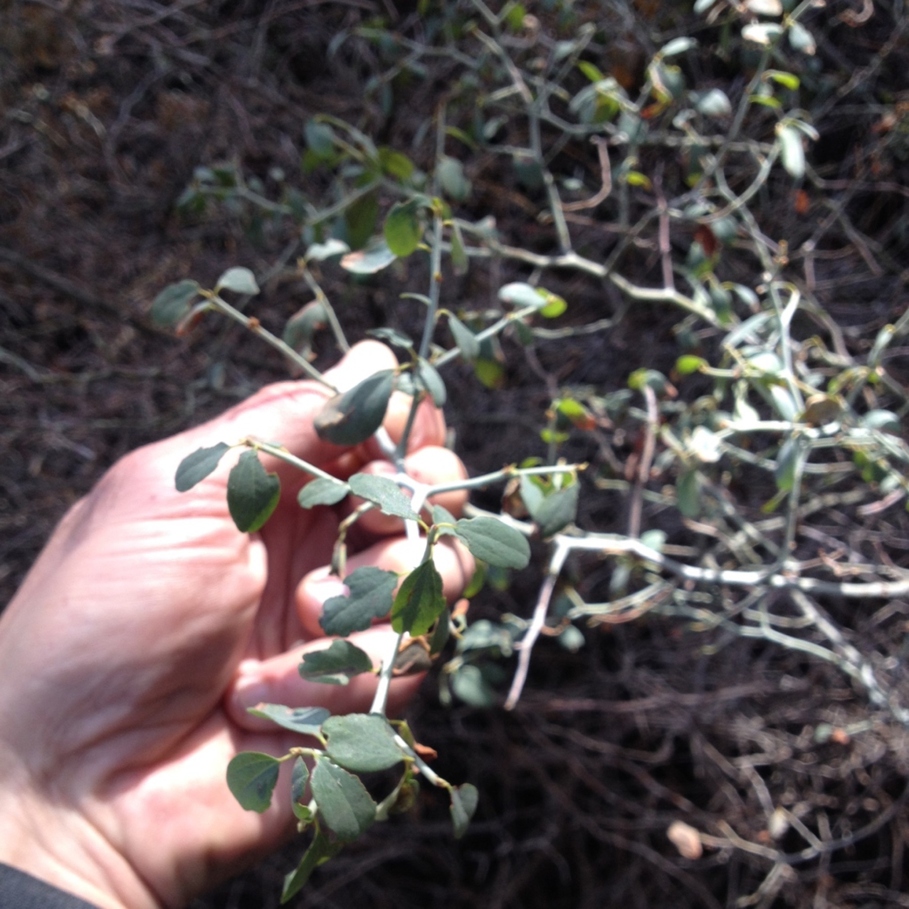 Mountain Whitethorn — photo 4