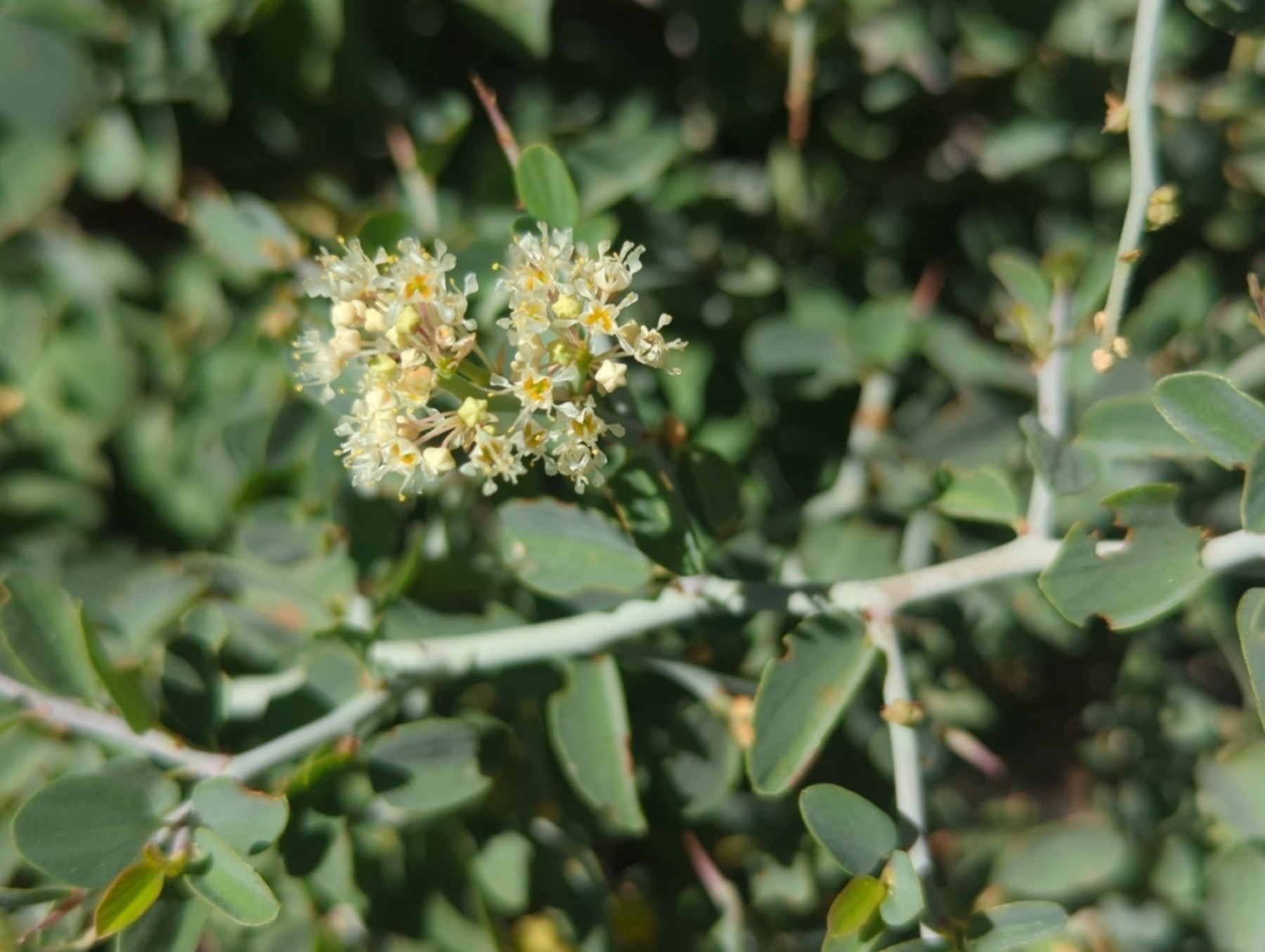 Mountain Whitethorn — photo 5