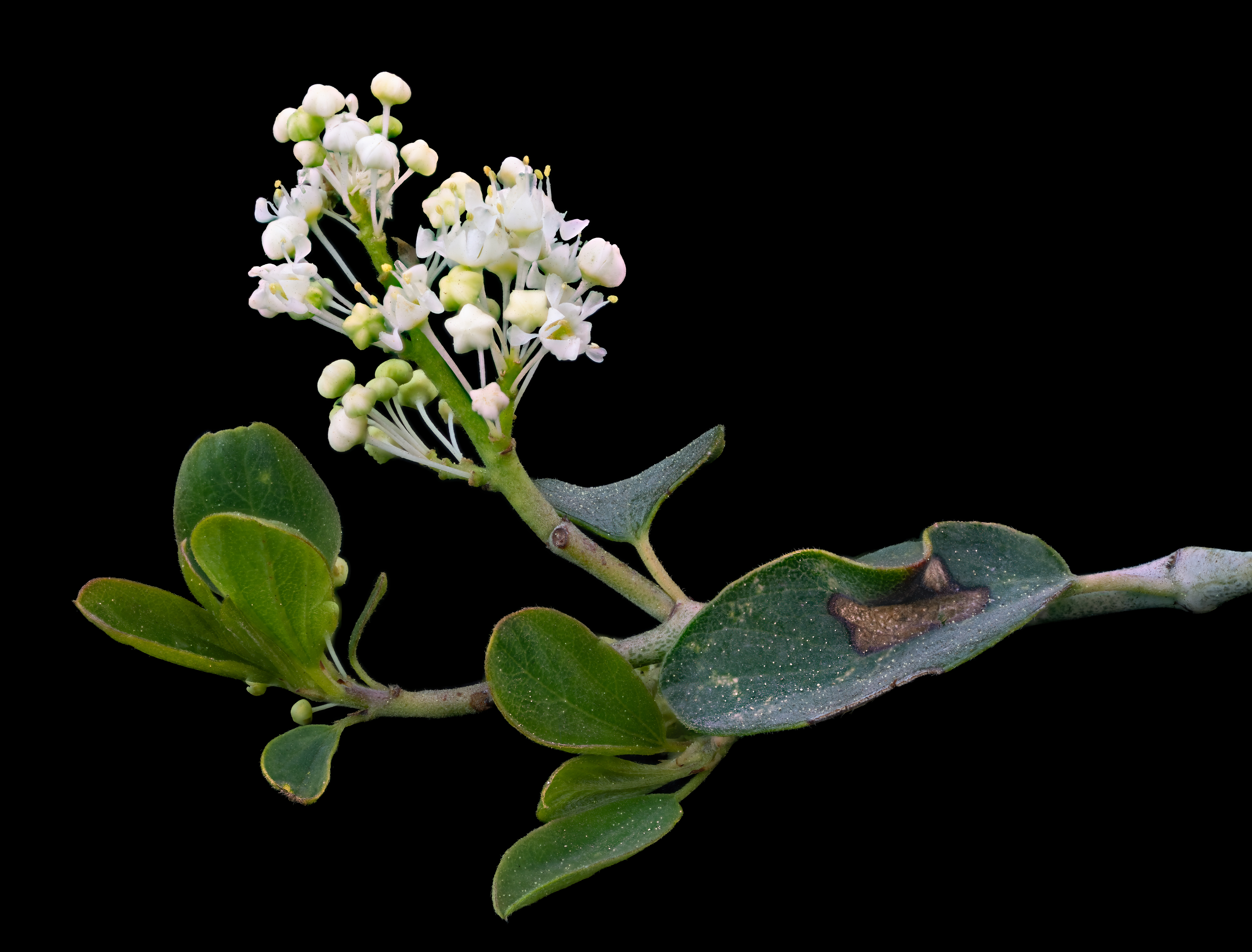 Mountain Whitethorn — photo 12