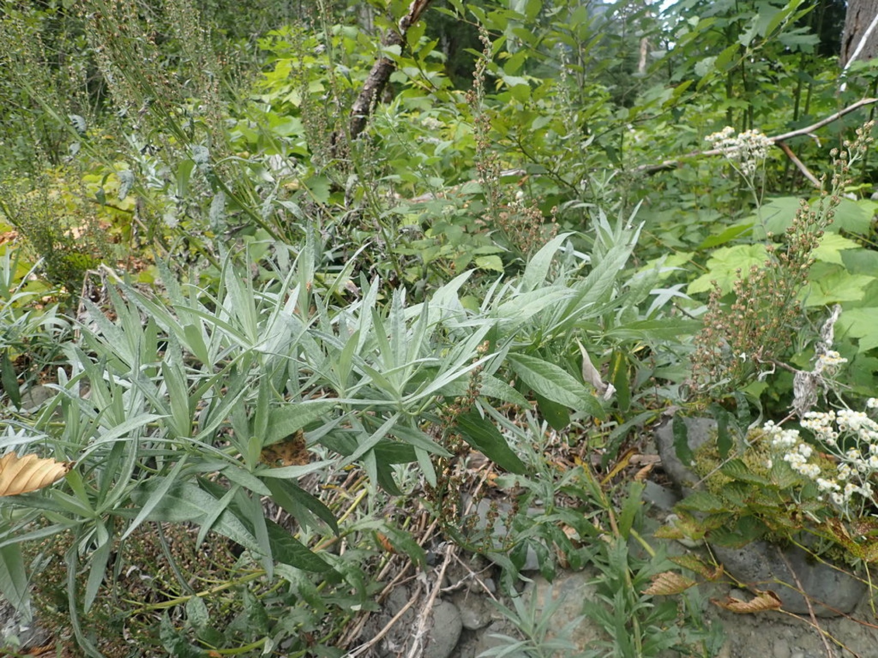 Mugwort — photo 6