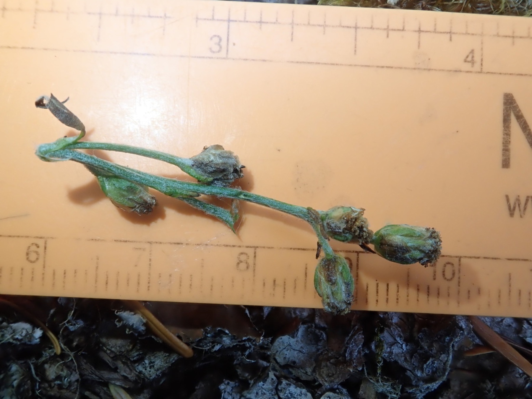 Mugwort — photo 7