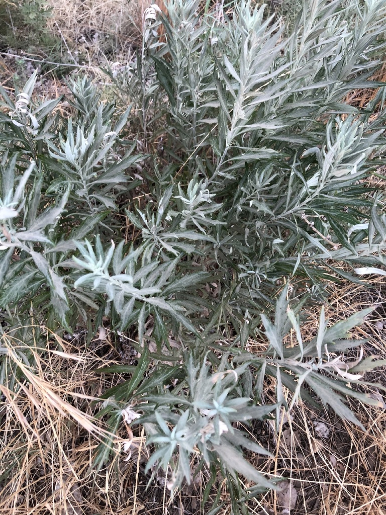 Mugwort — photo 8