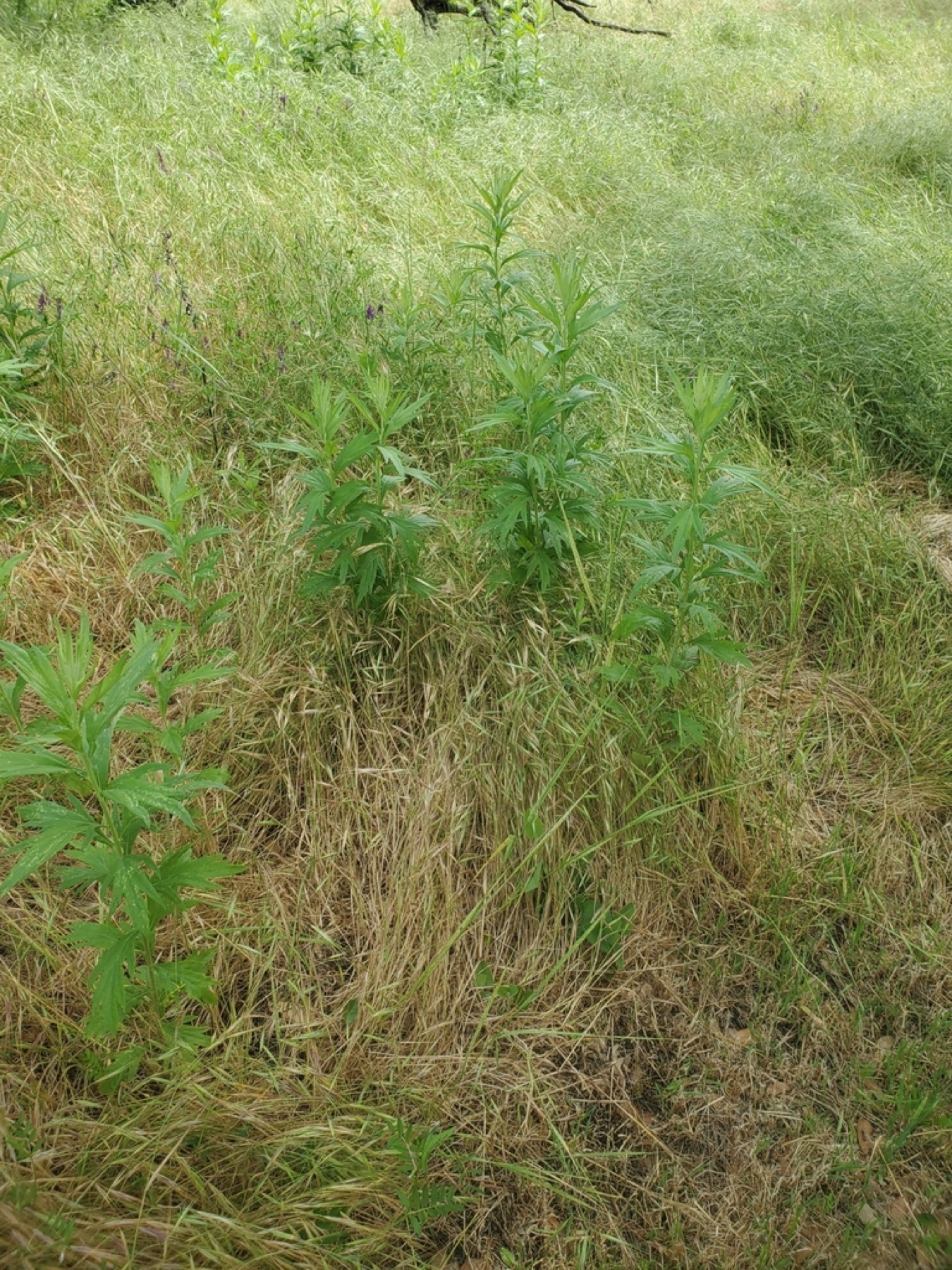 Mugwort — photo 9