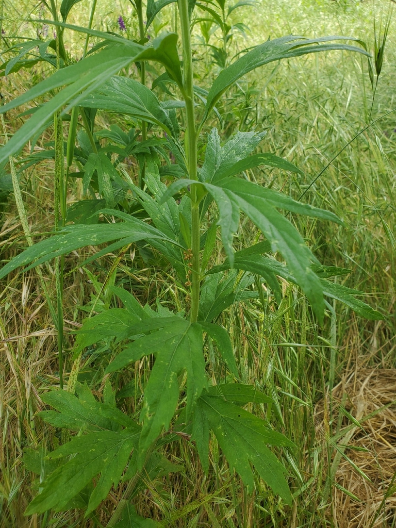 Mugwort — photo 10