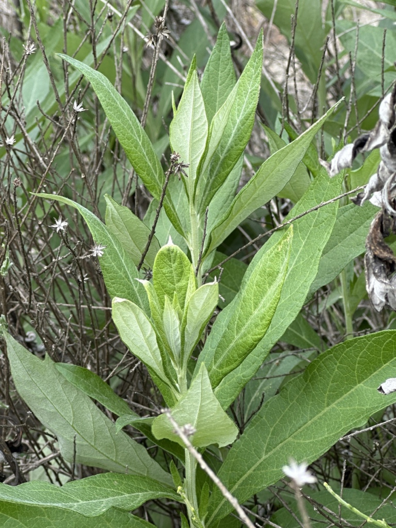 Mugwort — photo 11